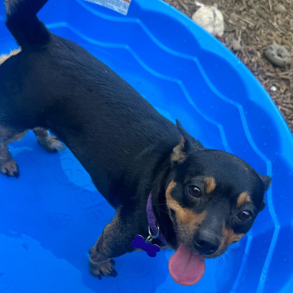 Friday, Adoptable, Adult Female Rat Terrier.