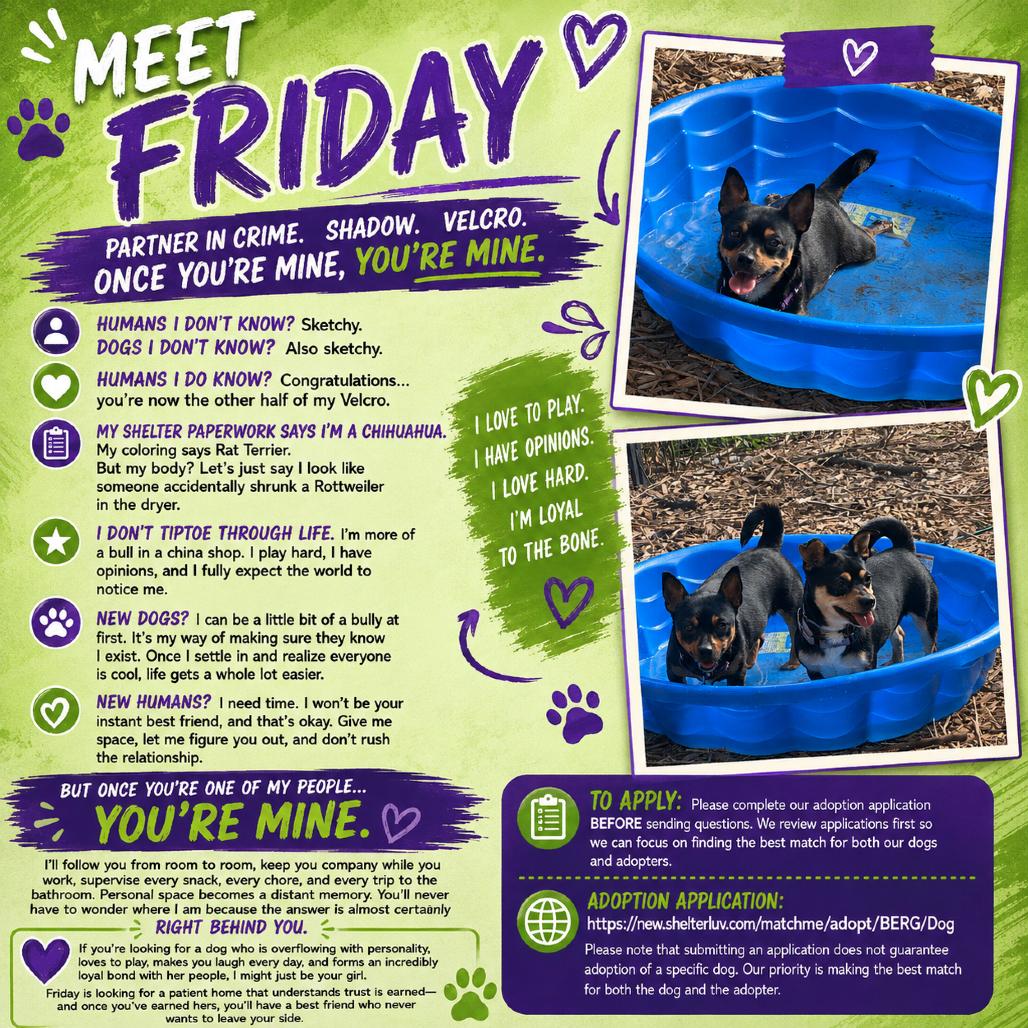 Friday, a Adoptable Rat Terrier in Katy, TX image 2/3