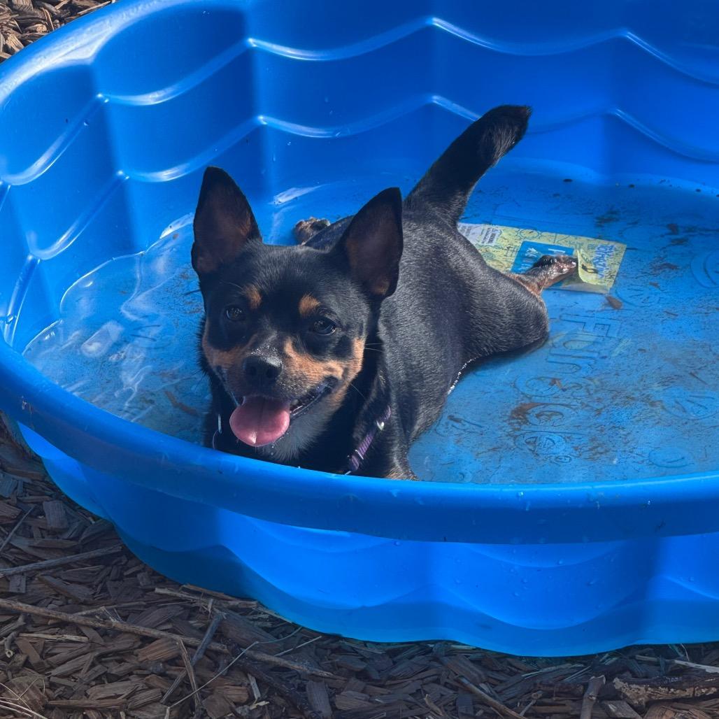 Friday, a Adoptable Rat Terrier in Katy, TX image 3/3
