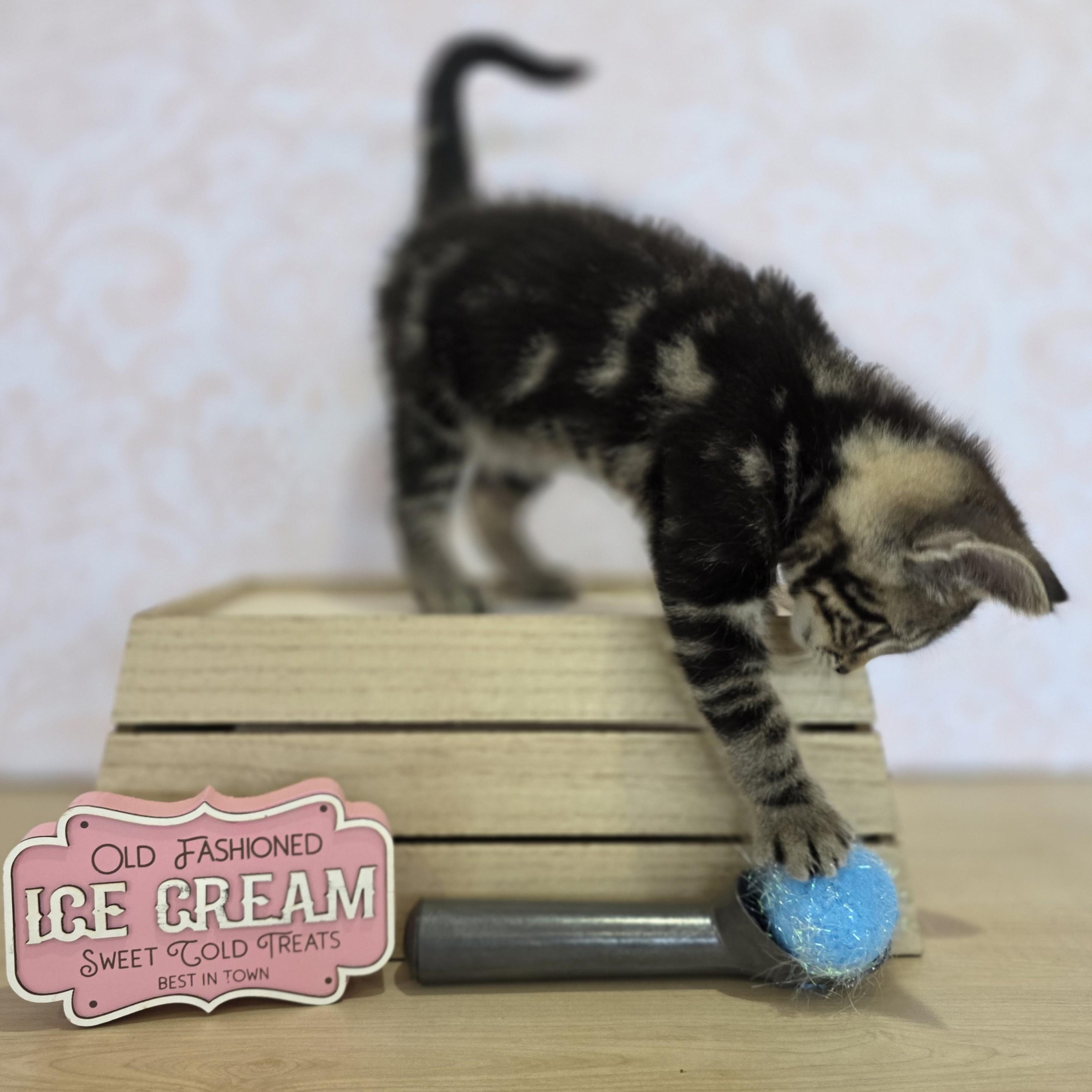 Enlarge Vanilla Bean, an adoptable Domestic Short Hair in Macomb Twp, MI image 4/6
