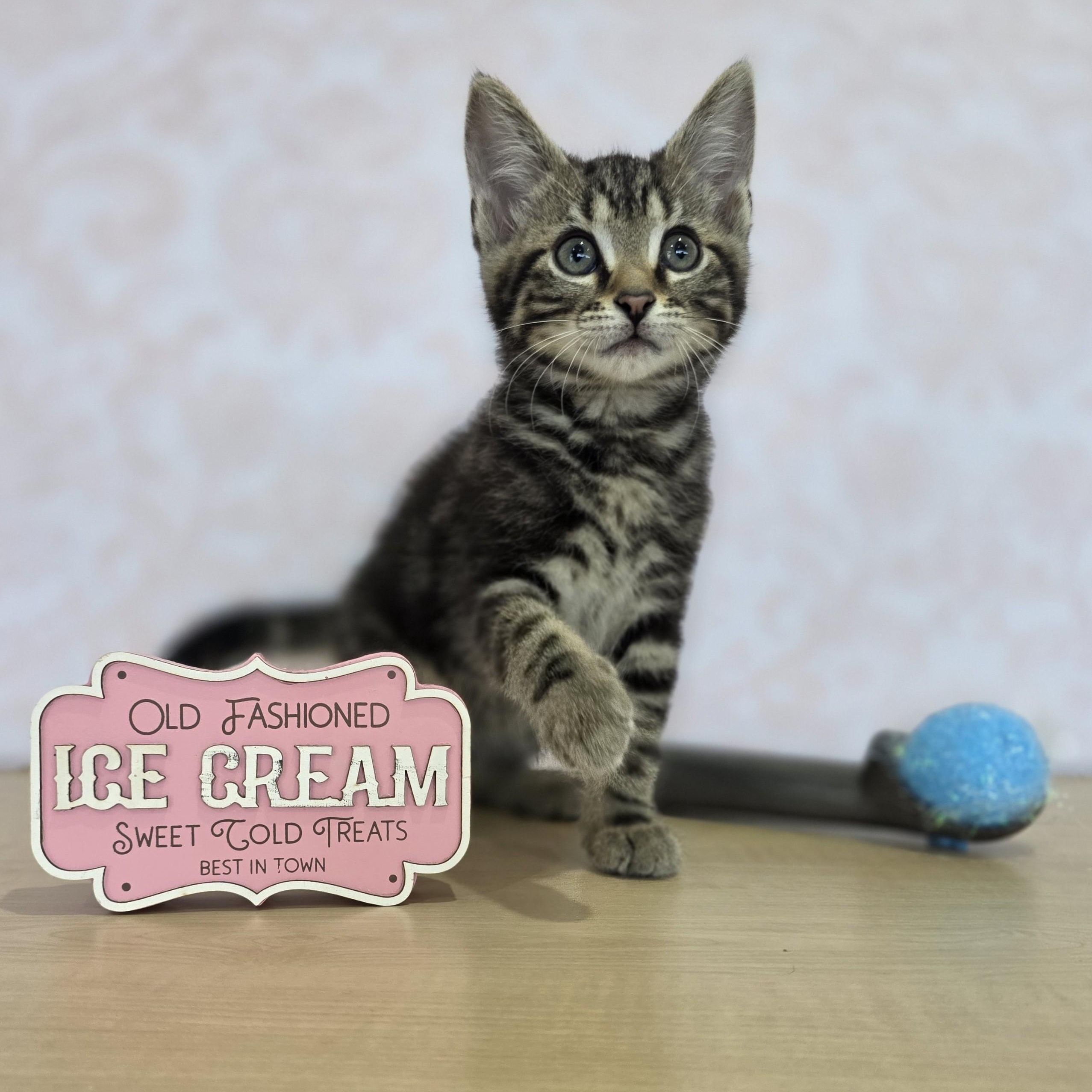 Vanilla Bean, adoptable, Kitten Female Domestic Short Hair.