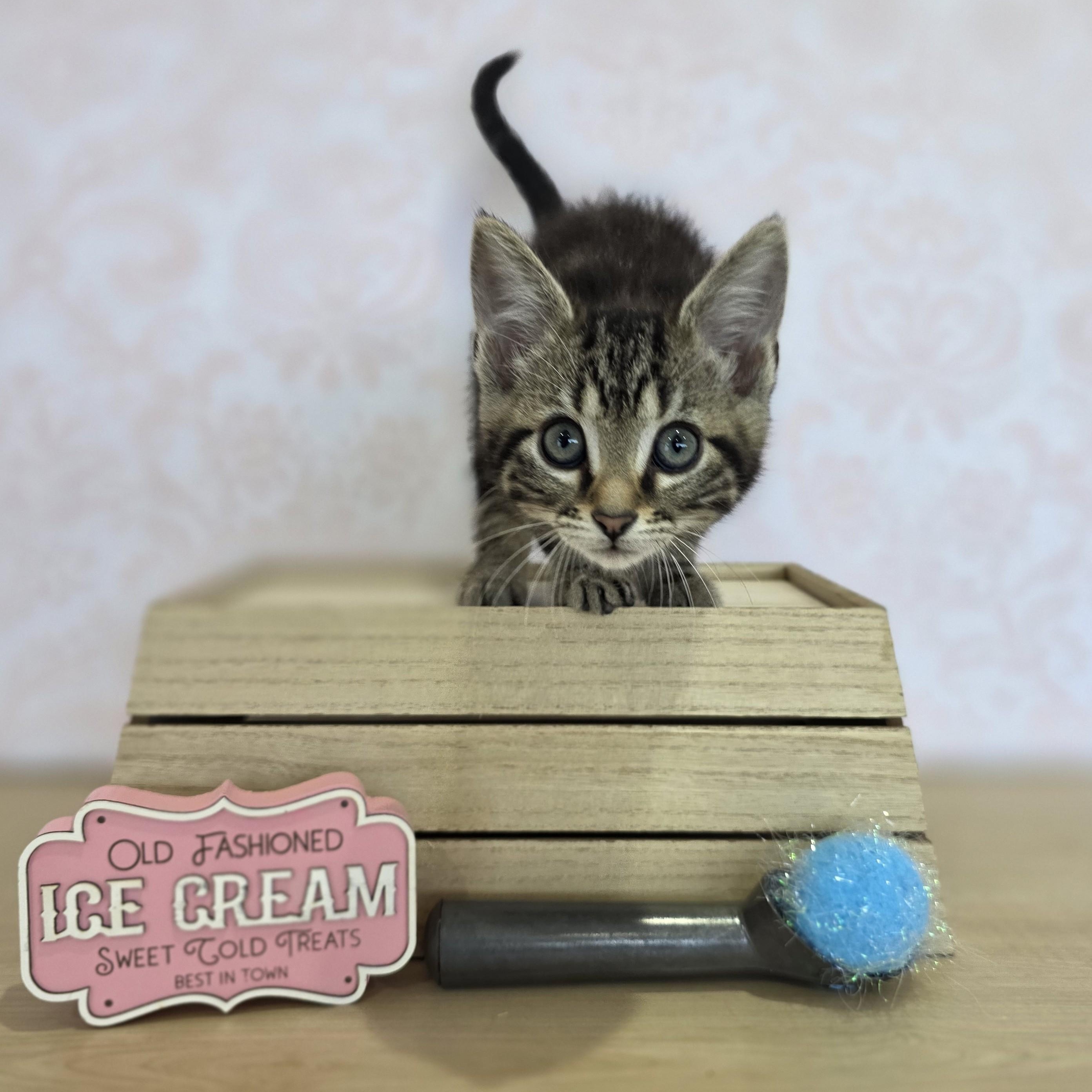 Enlarge Vanilla Bean, an adoptable Domestic Short Hair in Macomb Twp, MI image 3/6
