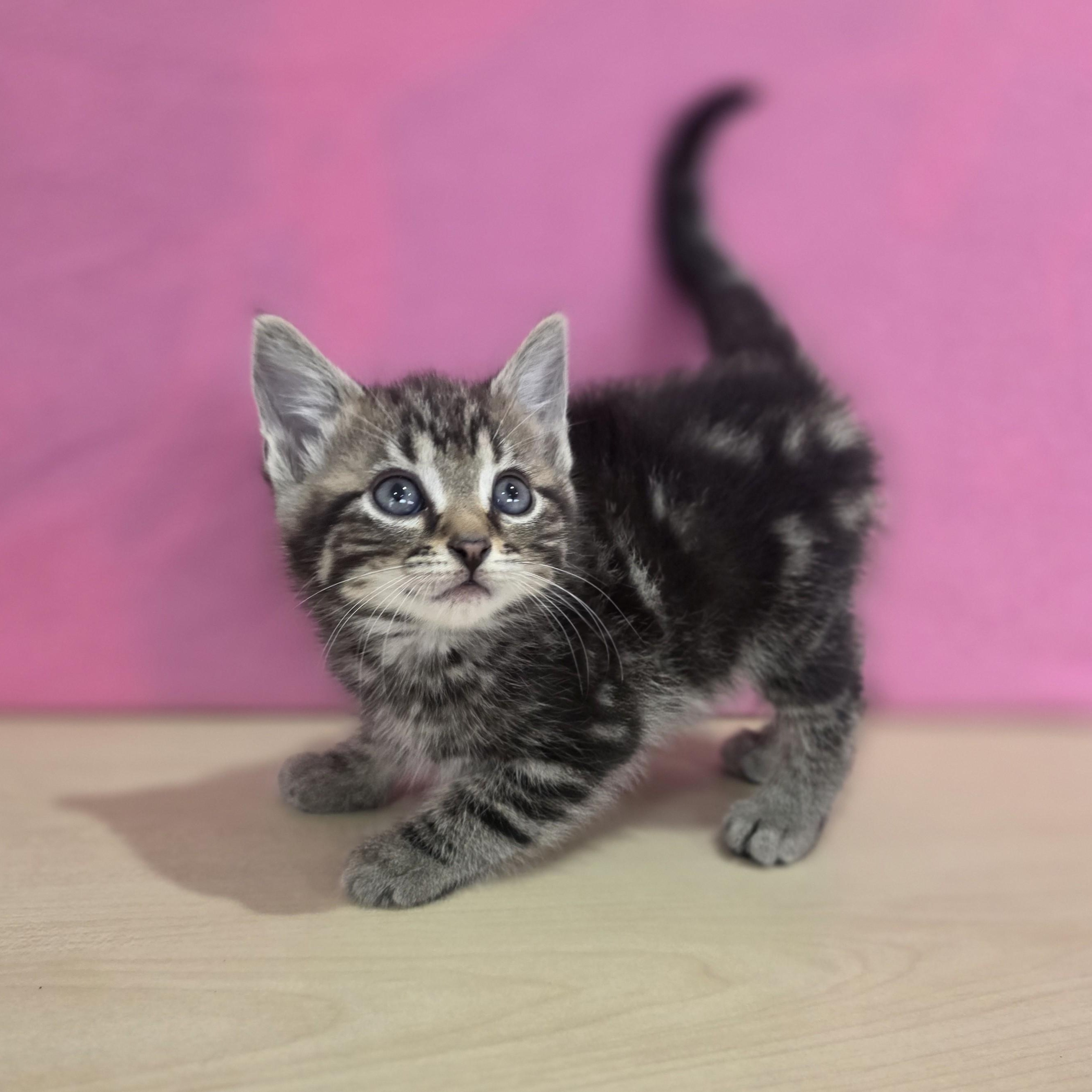 Enlarge Vanilla Bean, an adoptable Domestic Short Hair in Macomb Twp, MI image 6/6