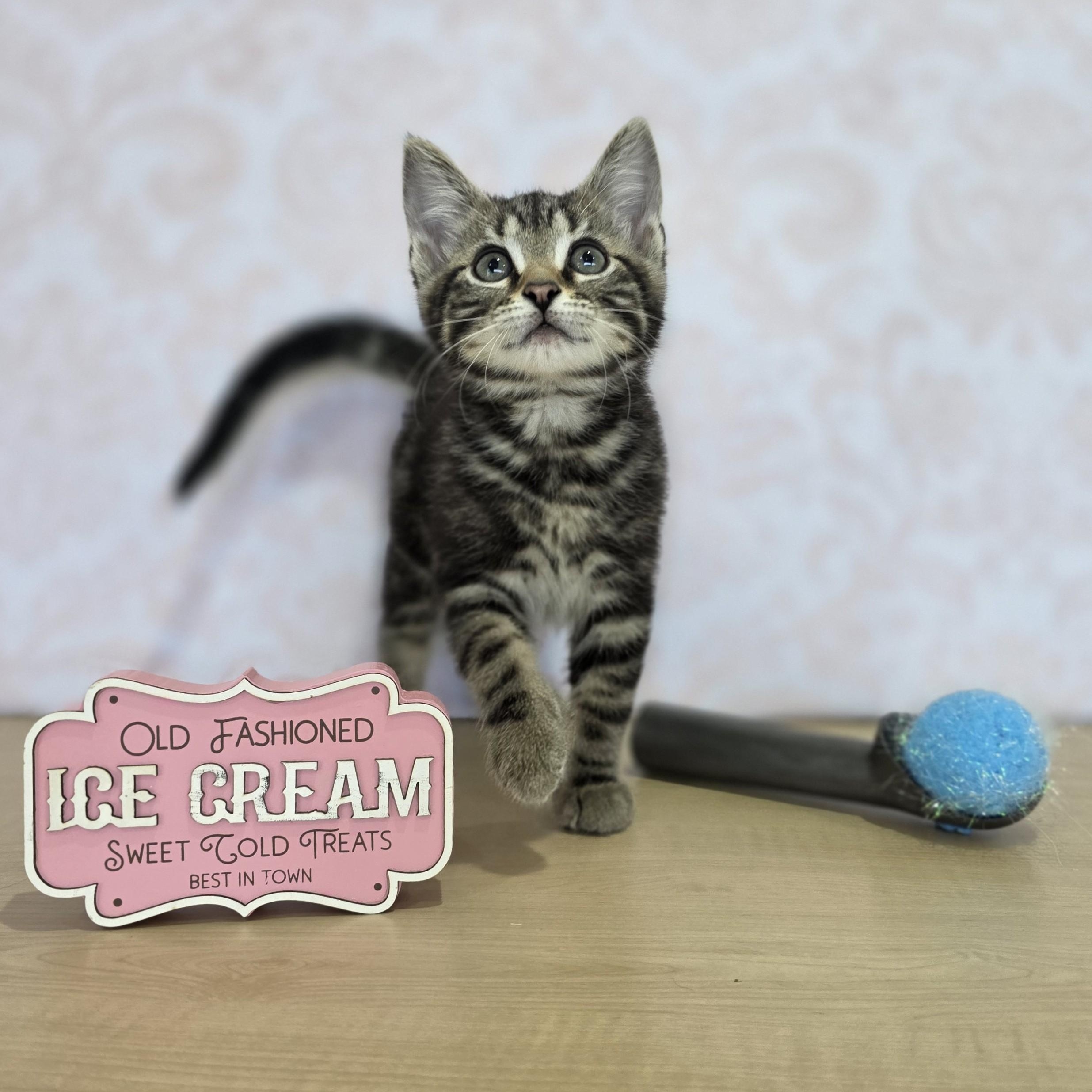 Enlarge Vanilla Bean, an adoptable Domestic Short Hair in Macomb Twp, MI image 2/6
