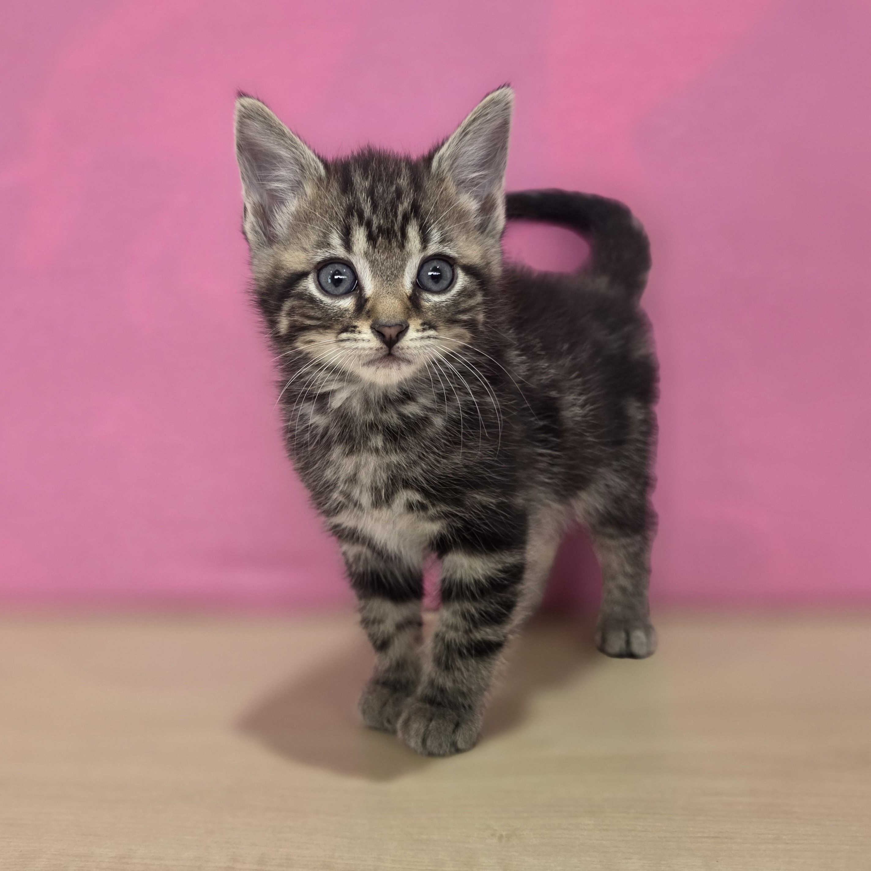 Enlarge Vanilla Bean, an adoptable Domestic Short Hair in Macomb Twp, MI image 5/6