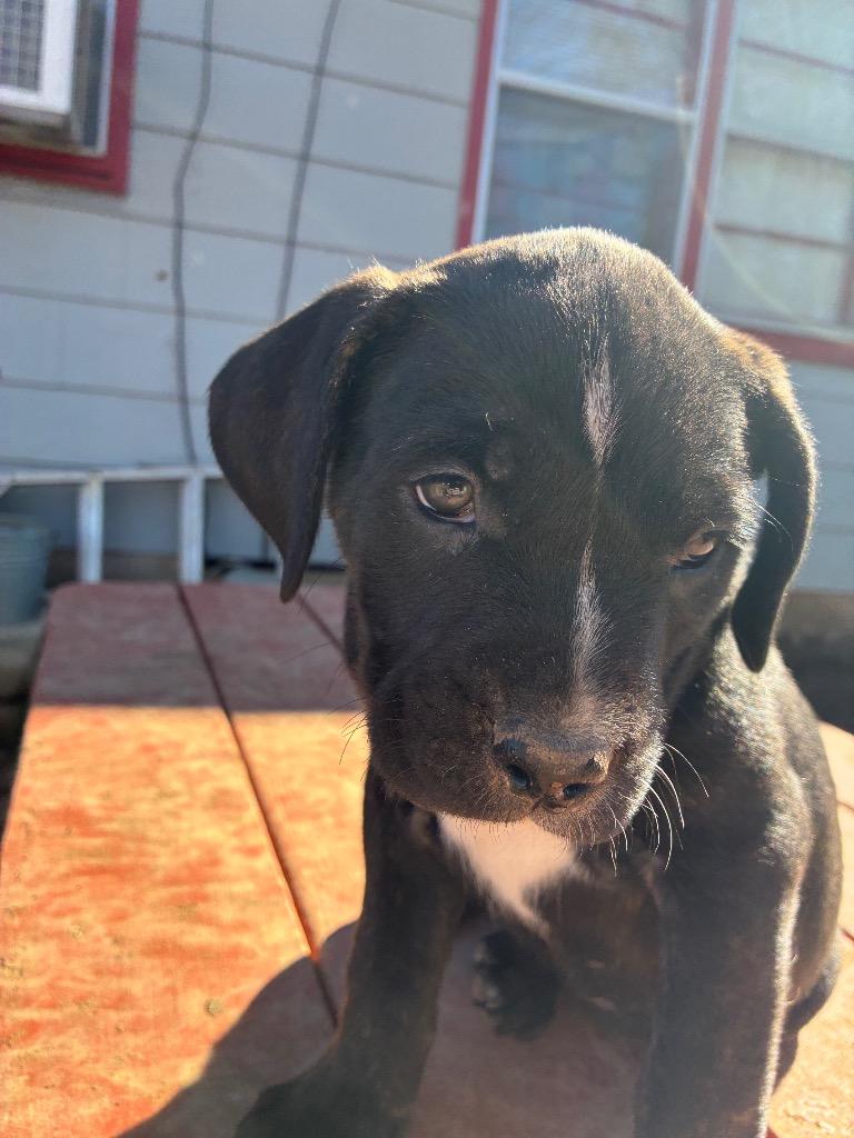 Olive, Adoptable, Puppy Female Pit Bull Terrier & Mixed Breed.