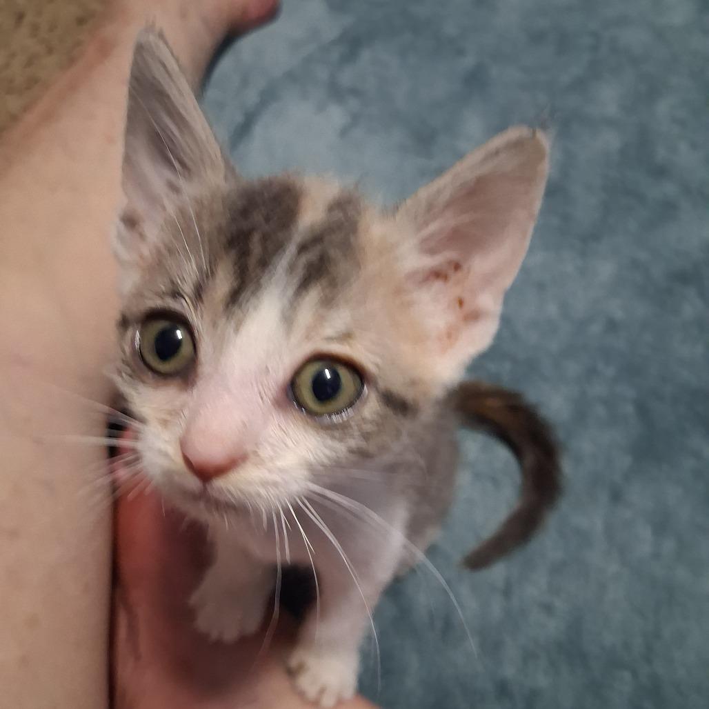 Enlarge Penelope C12696, a Adoptable Domestic Short Hair in Blaine, MN image 3/6