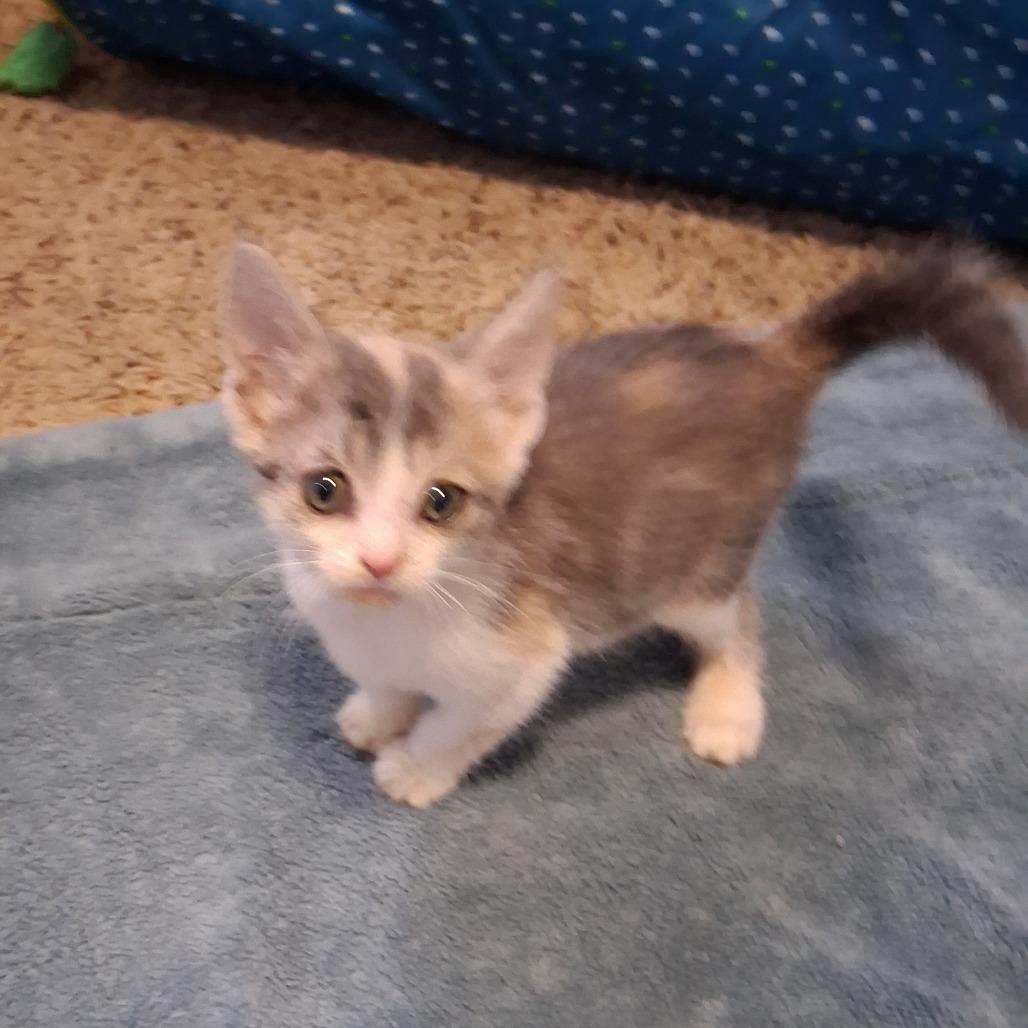 Enlarge Penelope C12696, a Adoptable Domestic Short Hair in Blaine, MN image 4/6