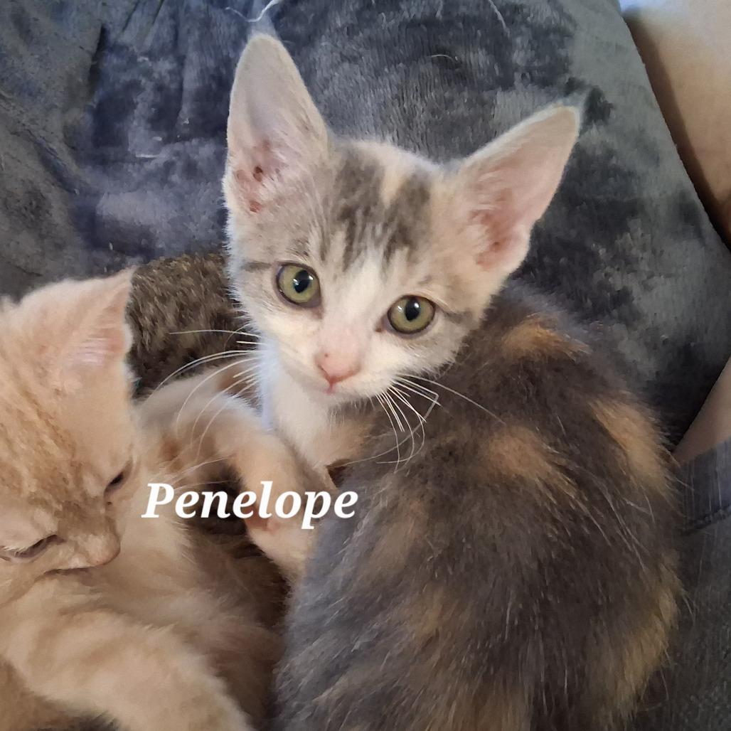 Enlarge Penelope C12696, a Adoptable Domestic Short Hair in Blaine, MN image 5/6