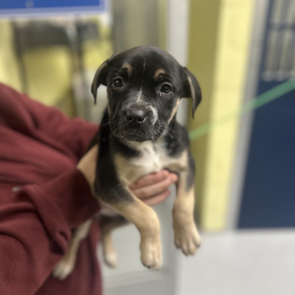 Enlarge Pistachio, a Adoptable Shepherd in Newport, TN image 1/3