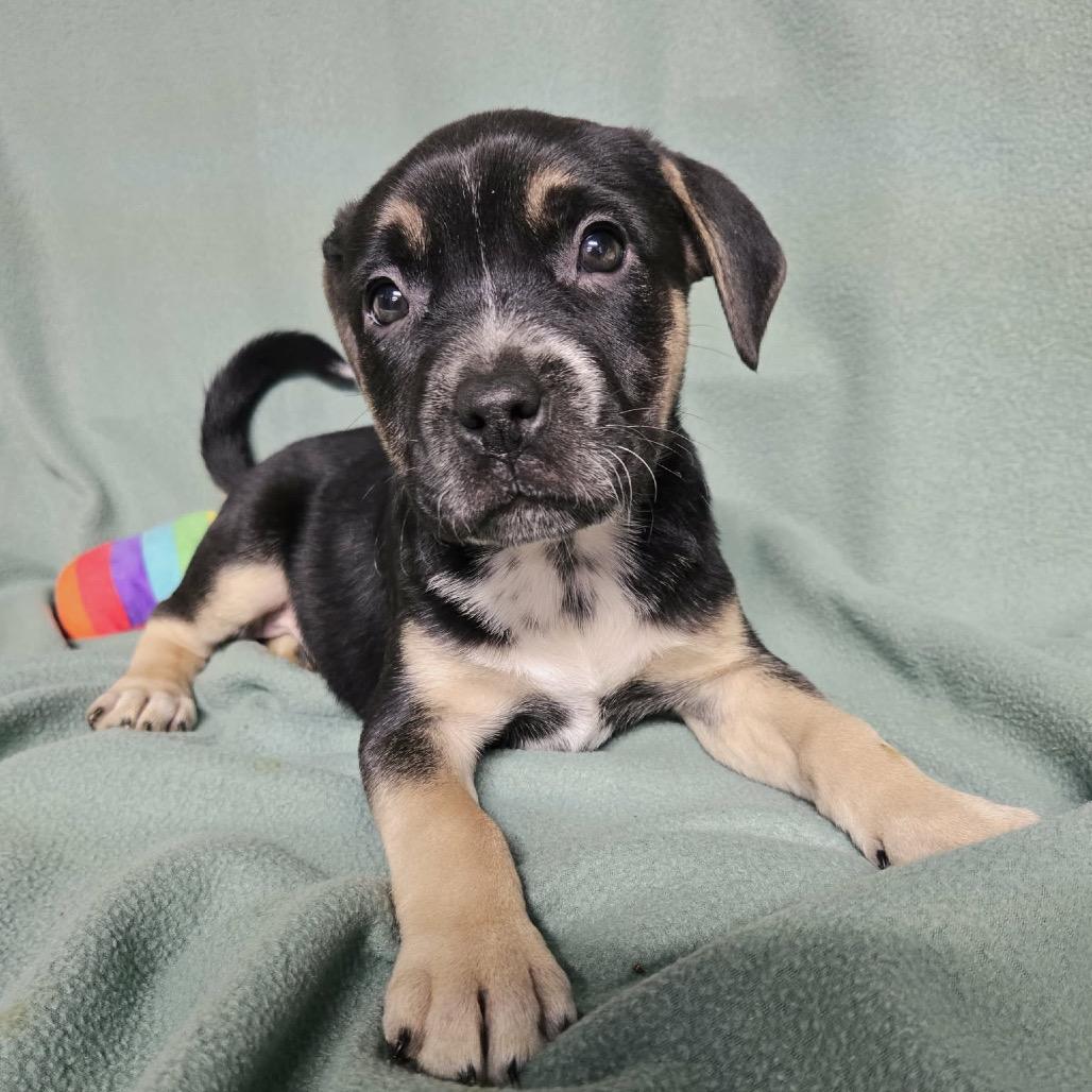 Enlarge Pistachio, a Adoptable Shepherd in Newport, TN image 2/3