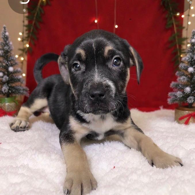 Enlarge Pistachio, a Adoptable Shepherd in Newport, TN image 3/3