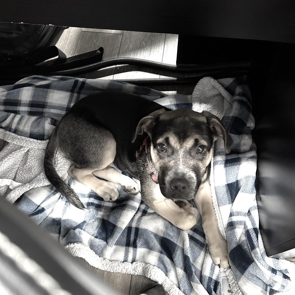 Pistachio (Praline), a Adoptable Shepherd in Newport, TN image 4/6