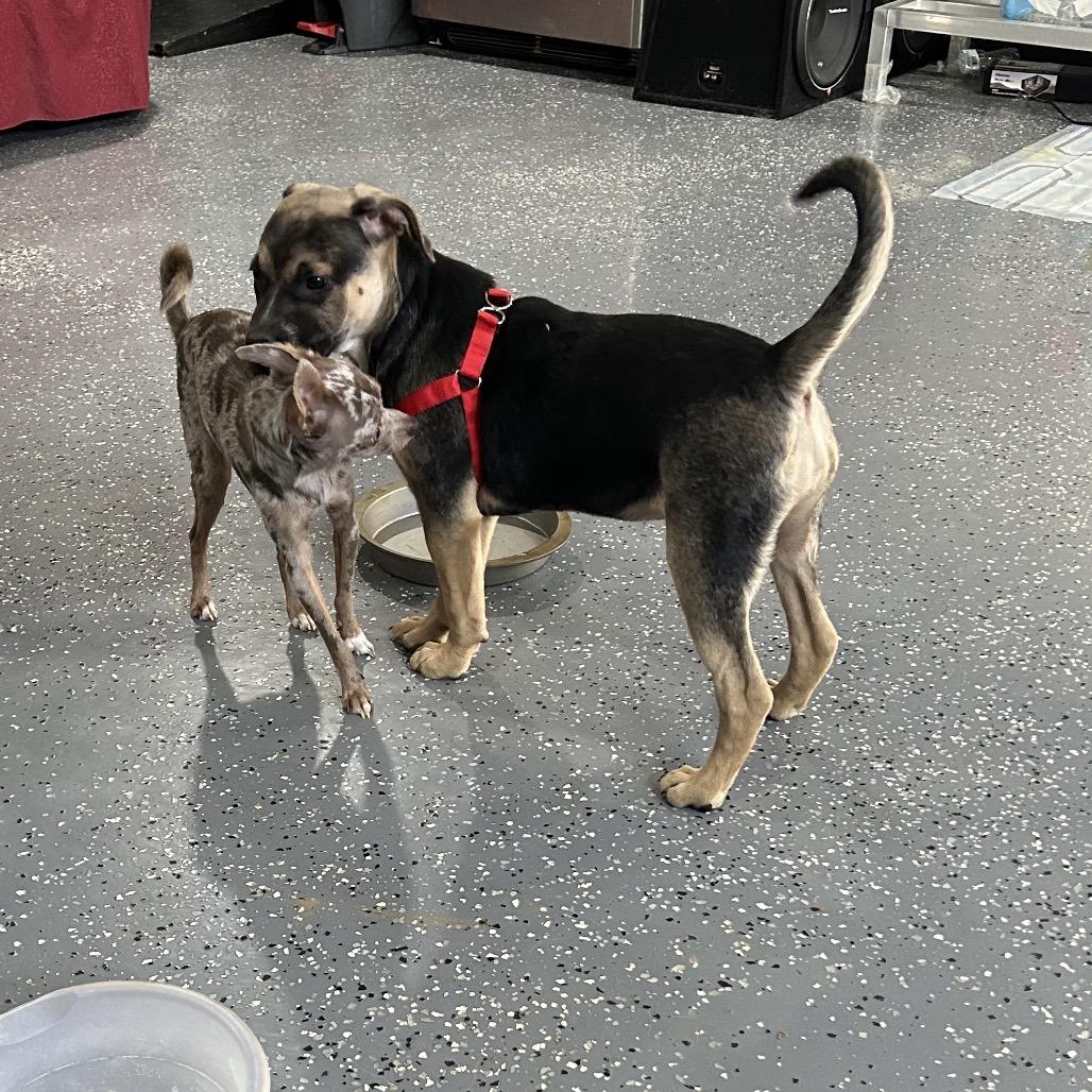 Pistachio (Praline), a Adoptable Shepherd in Newport, TN image 5/6