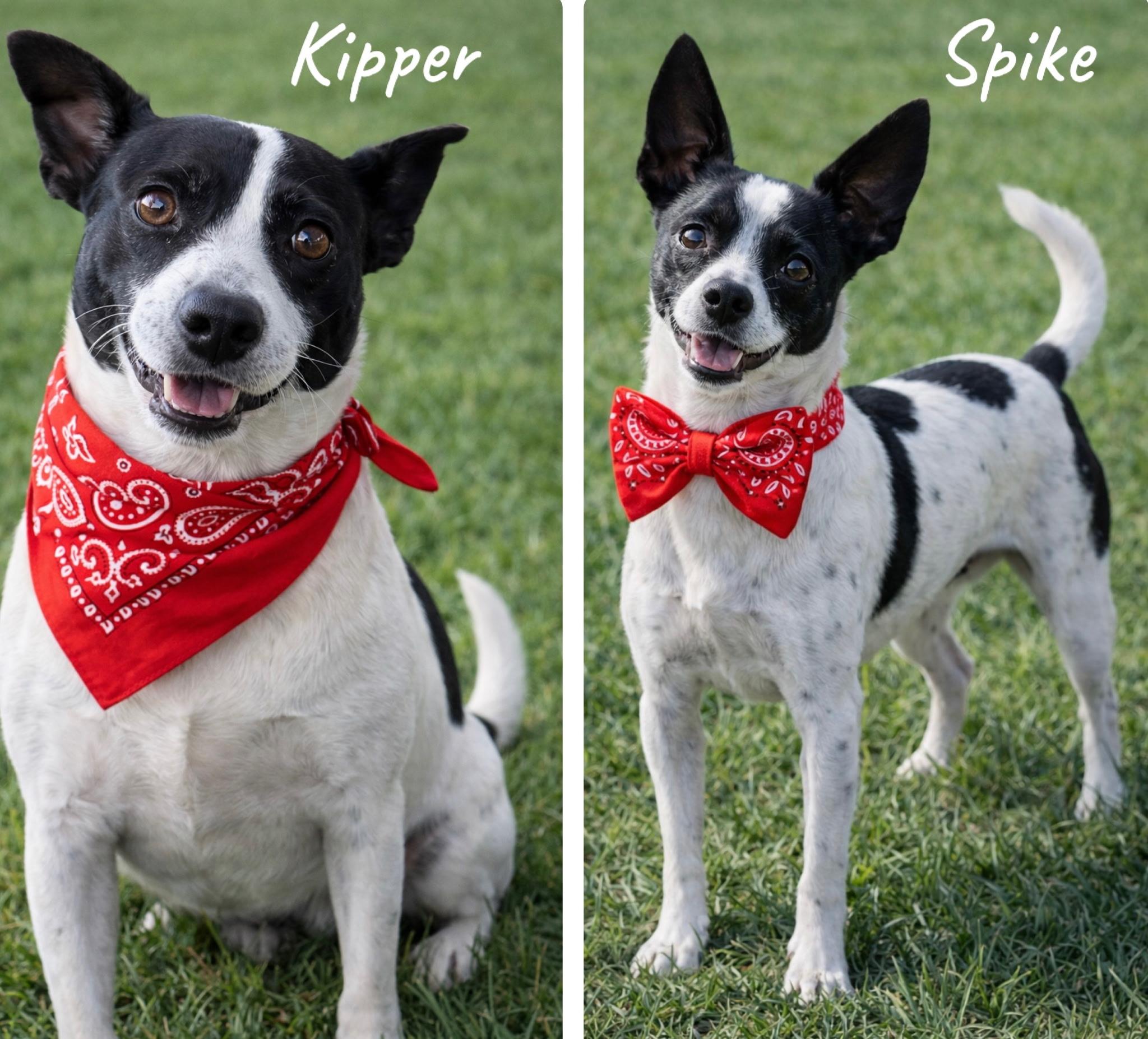 Enlarge Kipper & Spike, a ADOPTABLE Jack Russell Terrier in Maryville, TN image 1/1