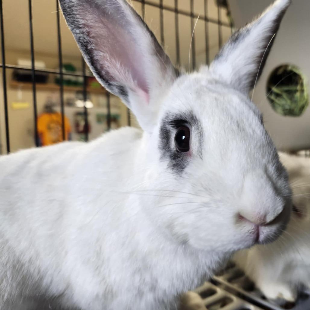 Priscilla, a Adoptable New Zealand in Hilliard , FL image 1/3