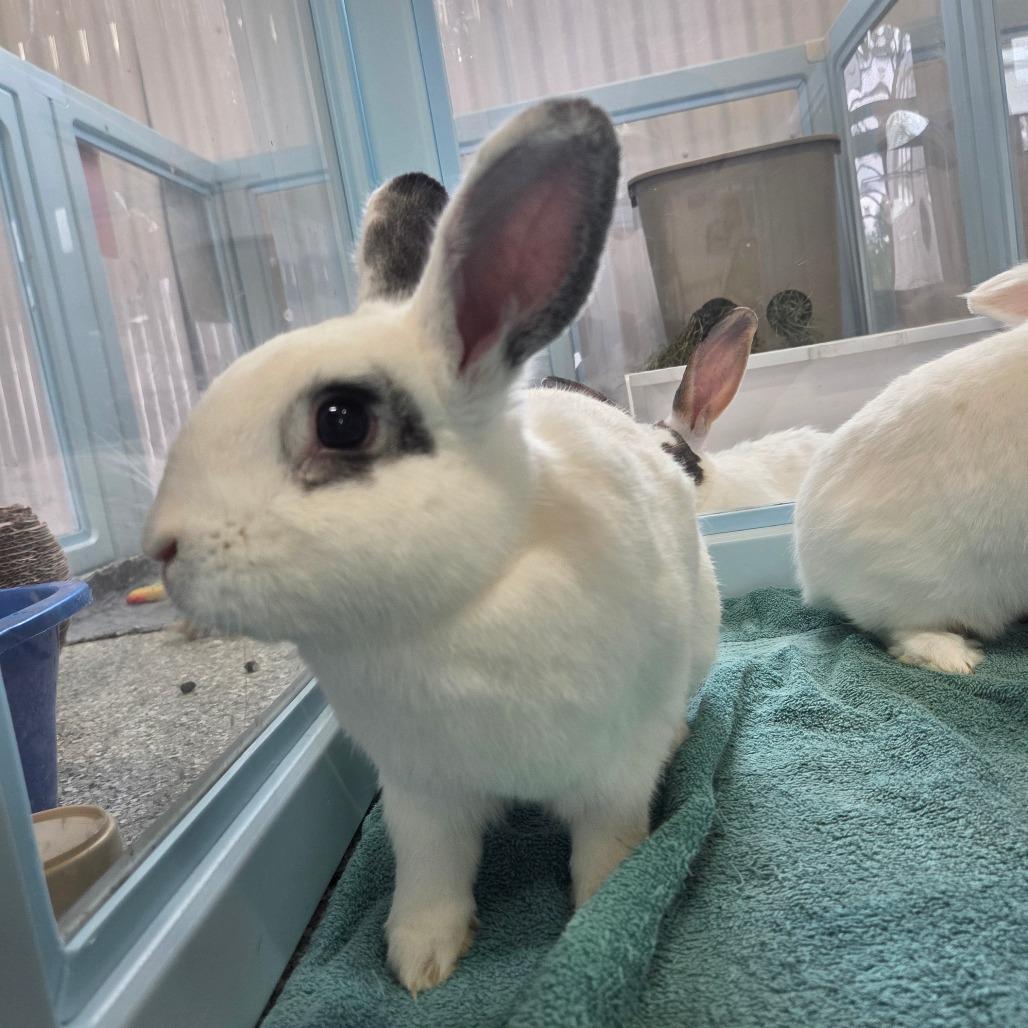 Priscilla, a Adoptable New Zealand in Hilliard , FL image 2/3