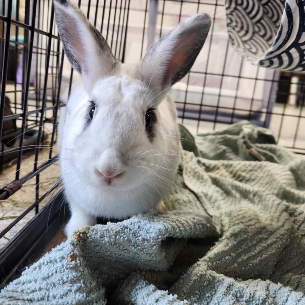 Priscilla, a Adoptable New Zealand in Hilliard , FL image 3/3