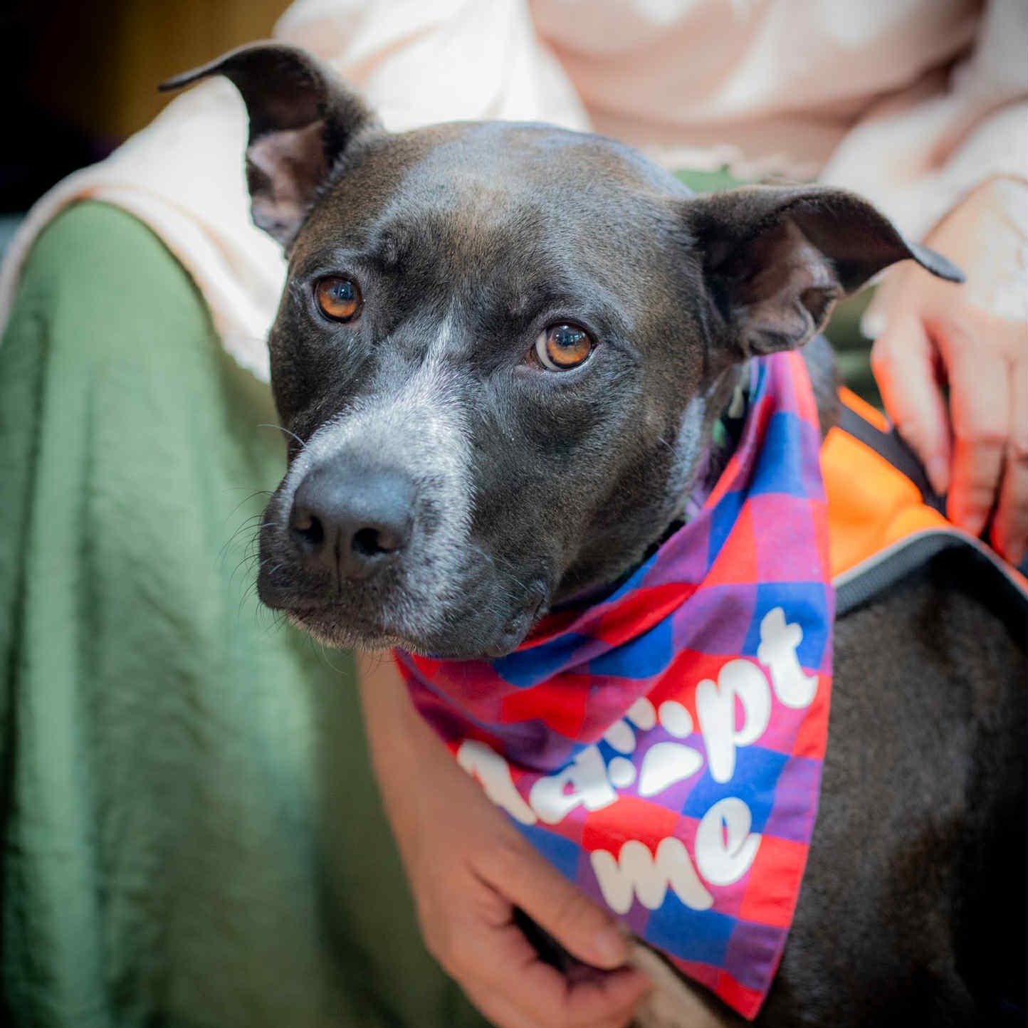 Rosie, Adoptable, Adult Female Cattle Dog.
