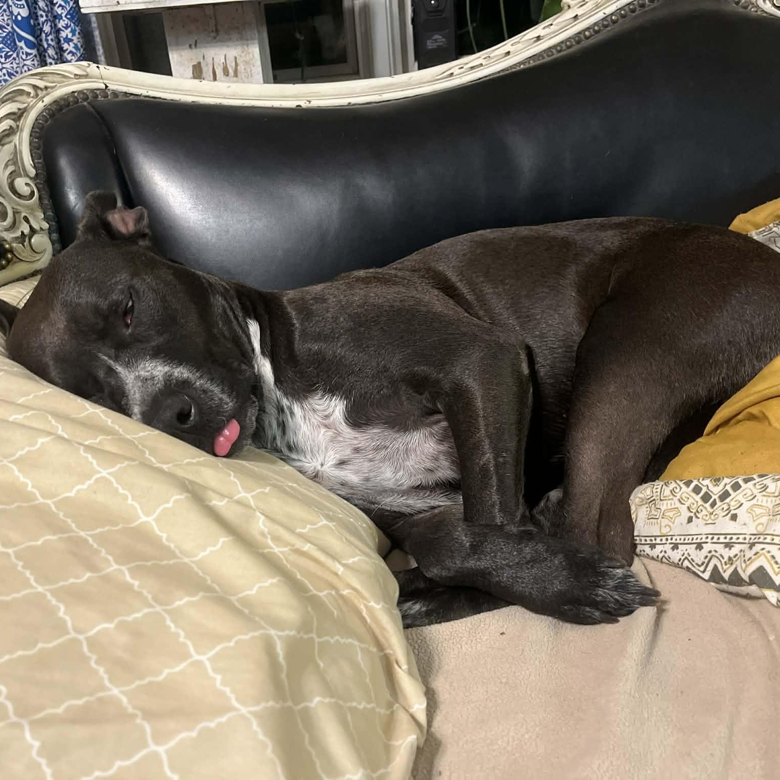 Rosie, a Adoptable mixed breed in Kentwood, MI image 5/6