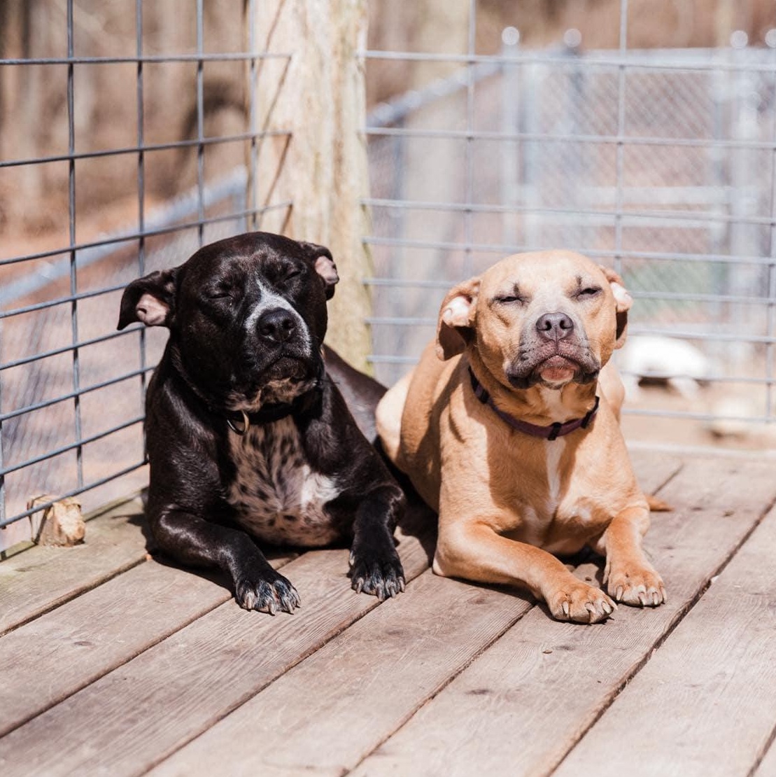 Rosie, an adoptable Cattle Dog in Kentwood, MI, 49548 | Photo Image 3