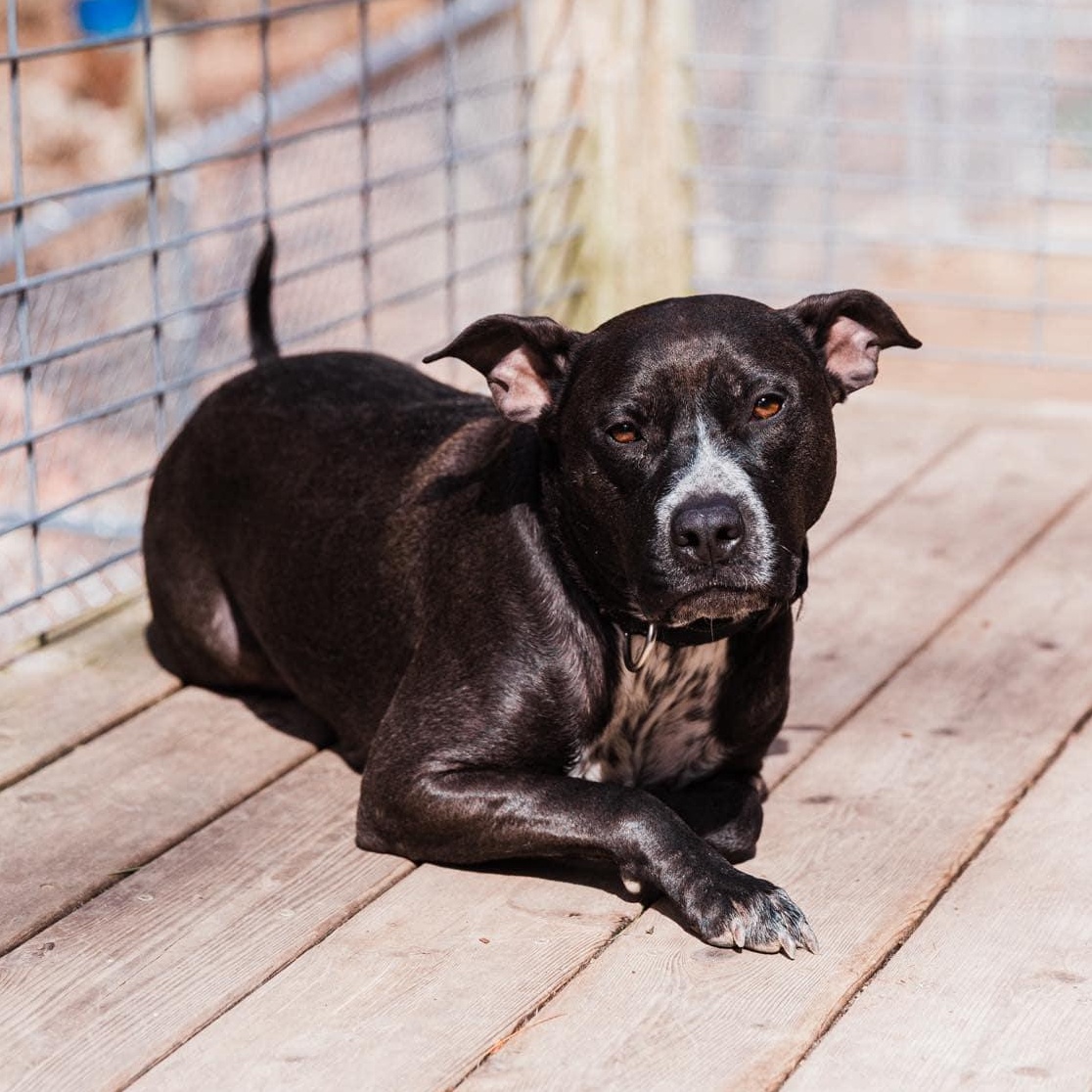 Rosie, an adoptable Cattle Dog in Kentwood, MI, 49548 | Photo Image 5