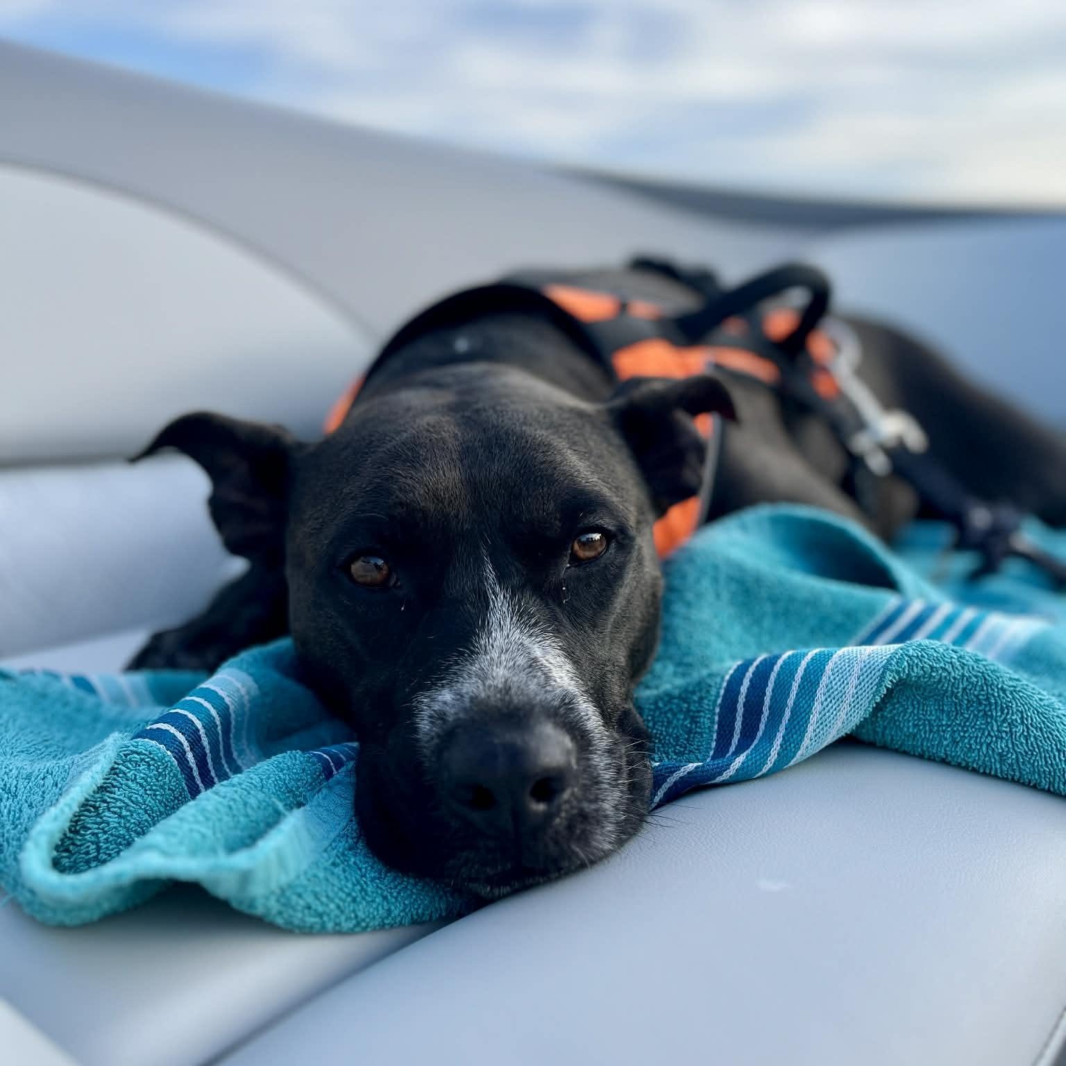 Rosie, a Adoptable mixed breed in Kentwood, MI image 2/6