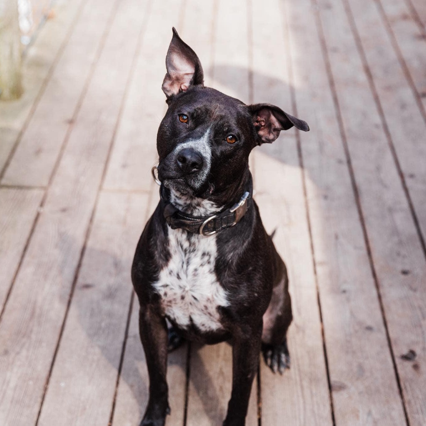 Rosie, an adoptable Cattle Dog in Kentwood, MI, 49548 | Photo Image 2