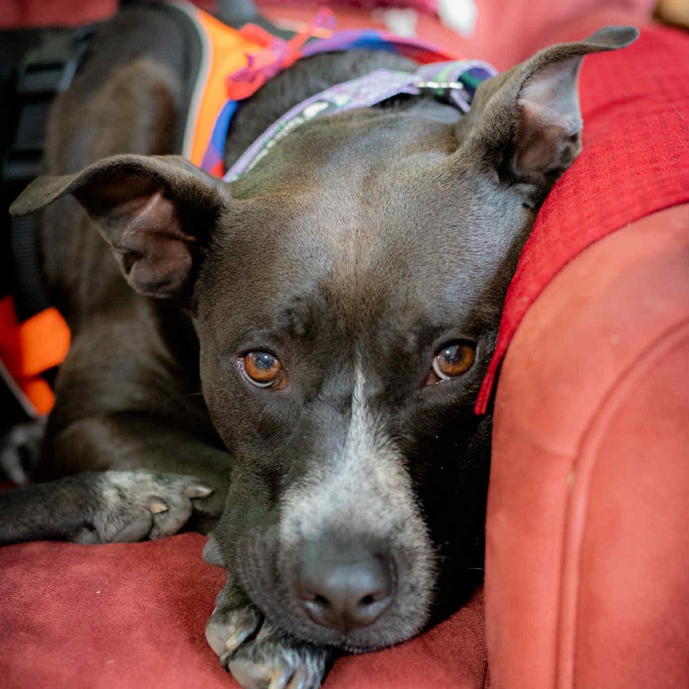 Rosie, an adoptable Cattle Dog in Kentwood, MI, 49548 | Photo Image 6