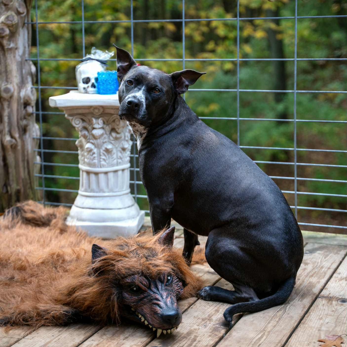 Rosie, a Adoptable mixed breed in Kentwood, MI image 4/6