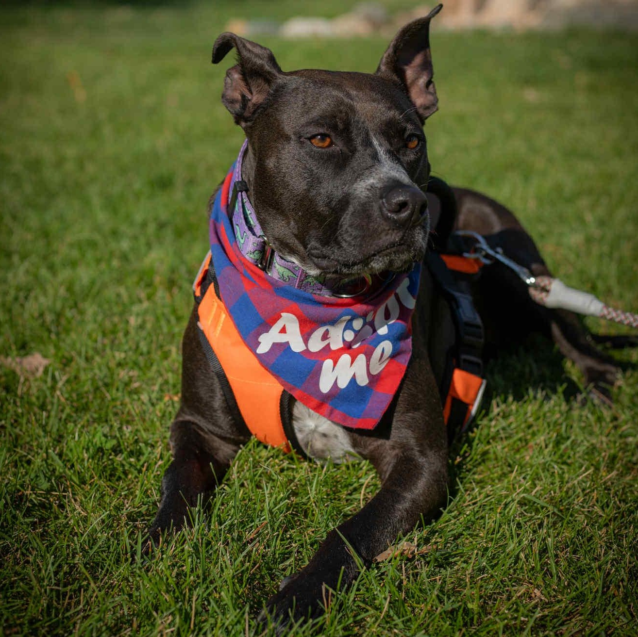 Rosie, an adoptable Cattle Dog in Kentwood, MI, 49548 | Photo Image 4