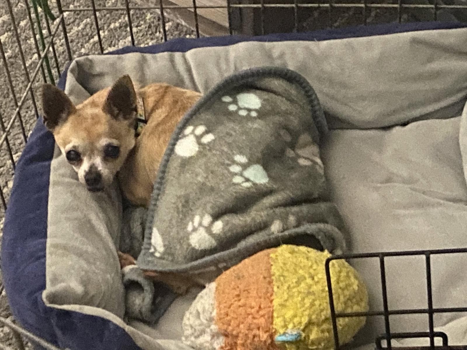 Enlarge Cady, a Adopted Chihuahua in St. Louis, MO image 1/3