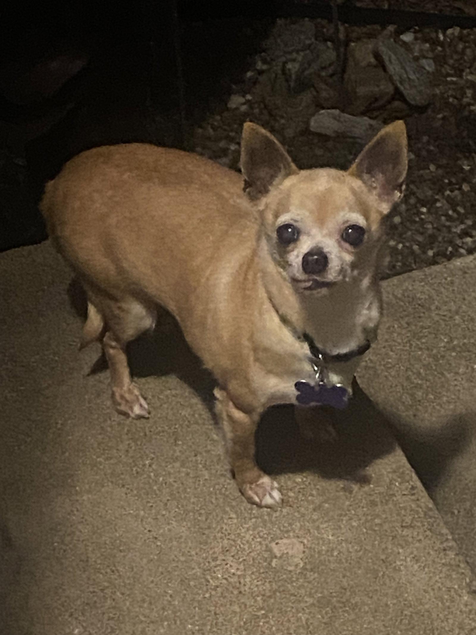 Enlarge Cady, a Adopted Chihuahua in St. Louis, MO image 2/3