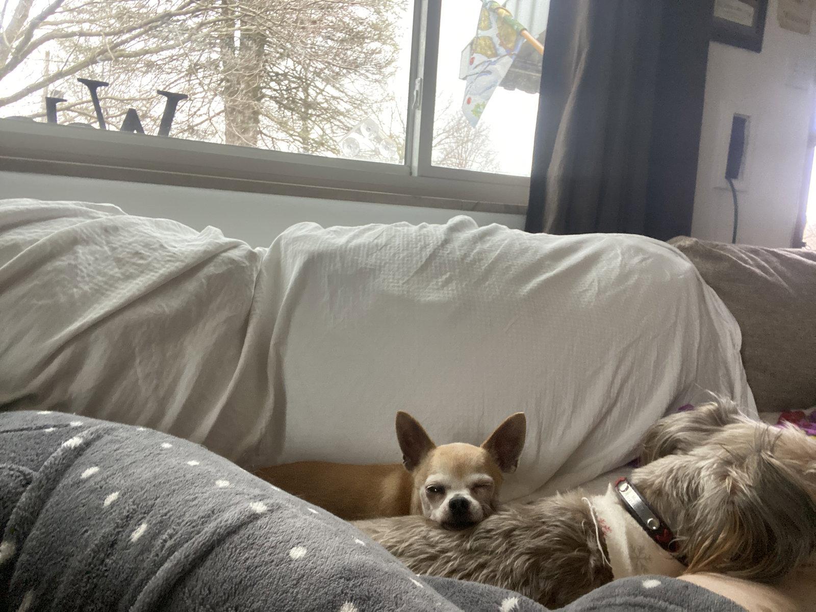 Enlarge Cady, a Adopted Chihuahua in St. Louis, MO image 3/3