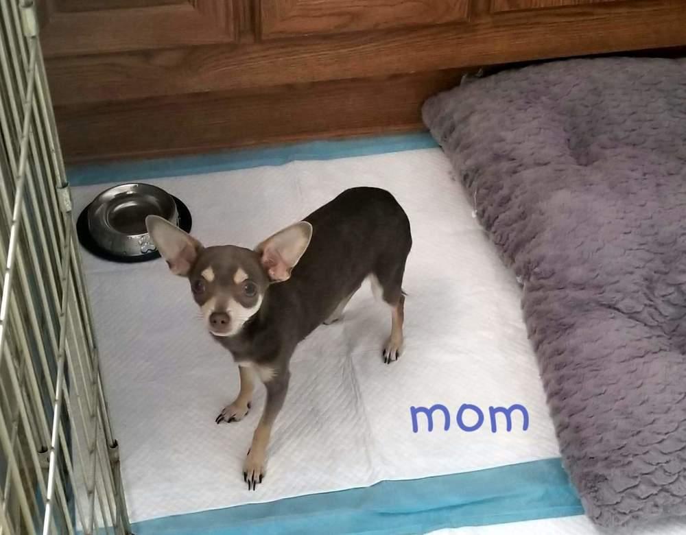 Dixie, Adopted, Young Female Chihuahua.