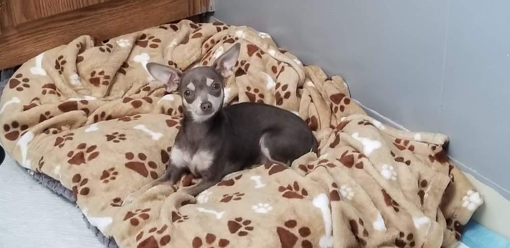 Enlarge Dixie, a Adopted Chihuahua in Windsor, CA image 2/2