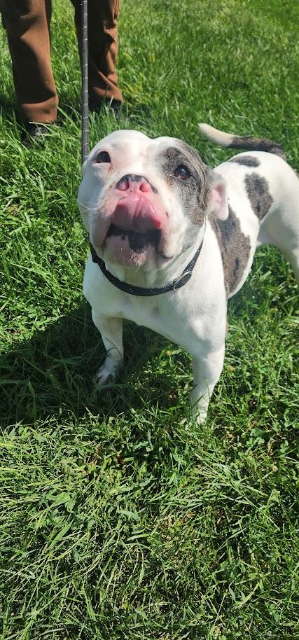 Enlarge DEEDRA 226-26, a Adopted mixed breed in Cambridge, OH image 2/5