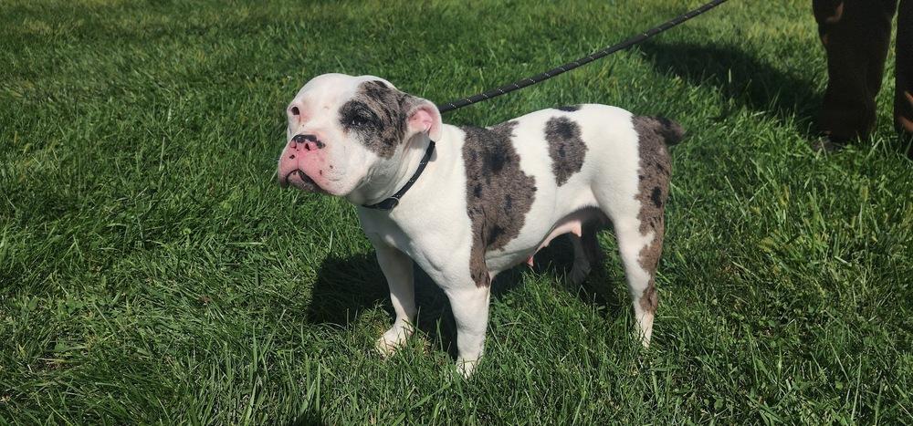 DEEDRA 226-26, ADOPTABLE, Adult Female American Bulldog.
