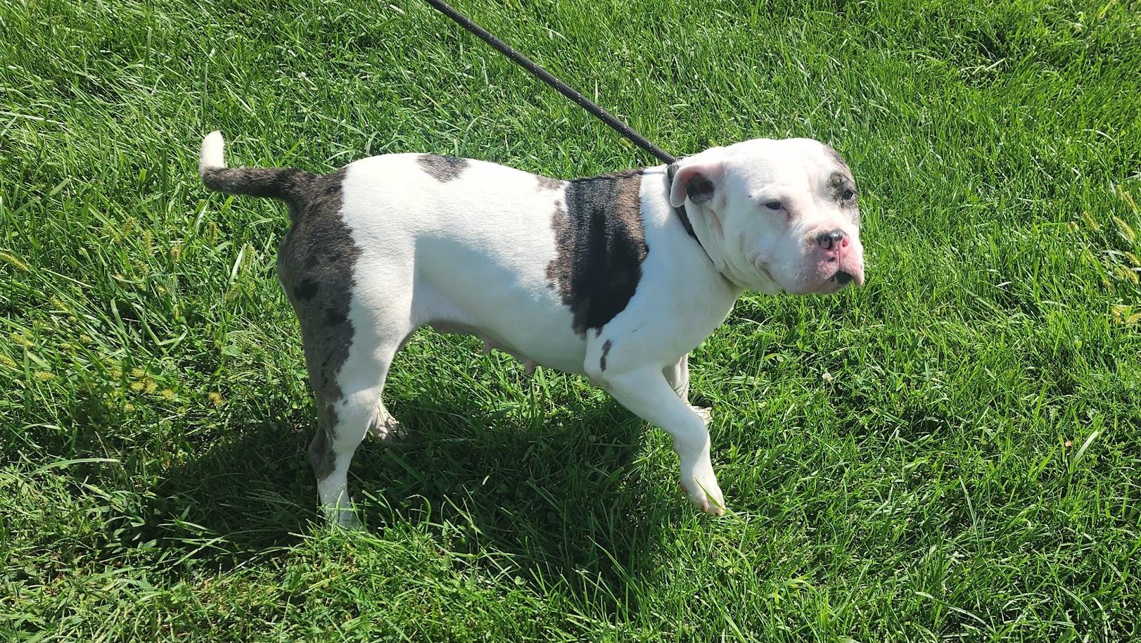 Enlarge DEEDRA 226-26, a Adopted mixed breed in Cambridge, OH image 3/5