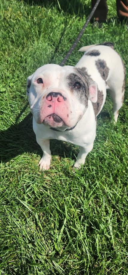 Enlarge DEEDRA 226-26, a Adopted mixed breed in Cambridge, OH image 5/5
