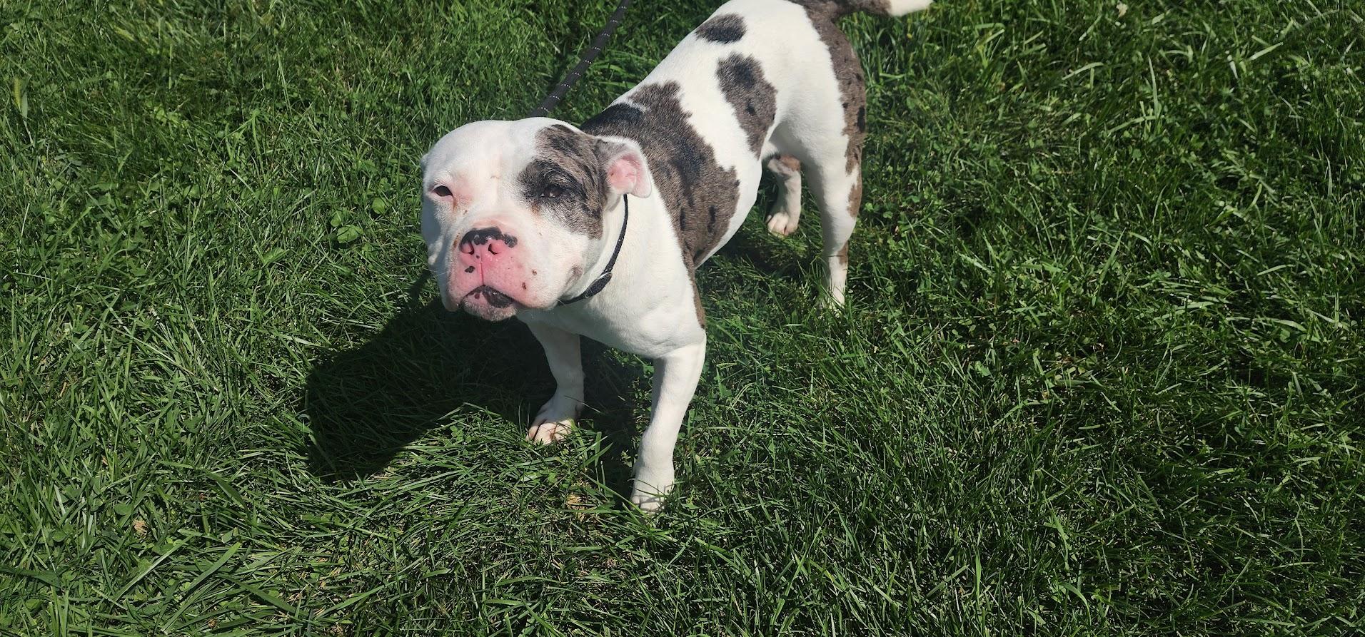 Enlarge DEEDRA 226-26, a Adopted mixed breed in Cambridge, OH image 4/5