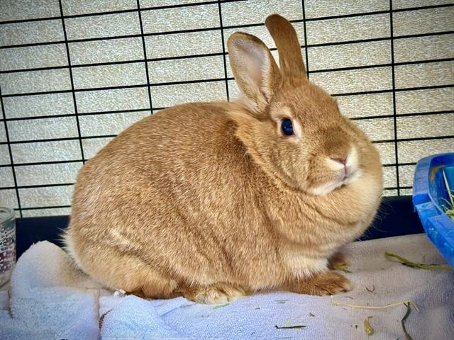 Enlarge PEACHES, a Adoptable Bunny Rabbit in San Luis Obispo, CA image 1/1