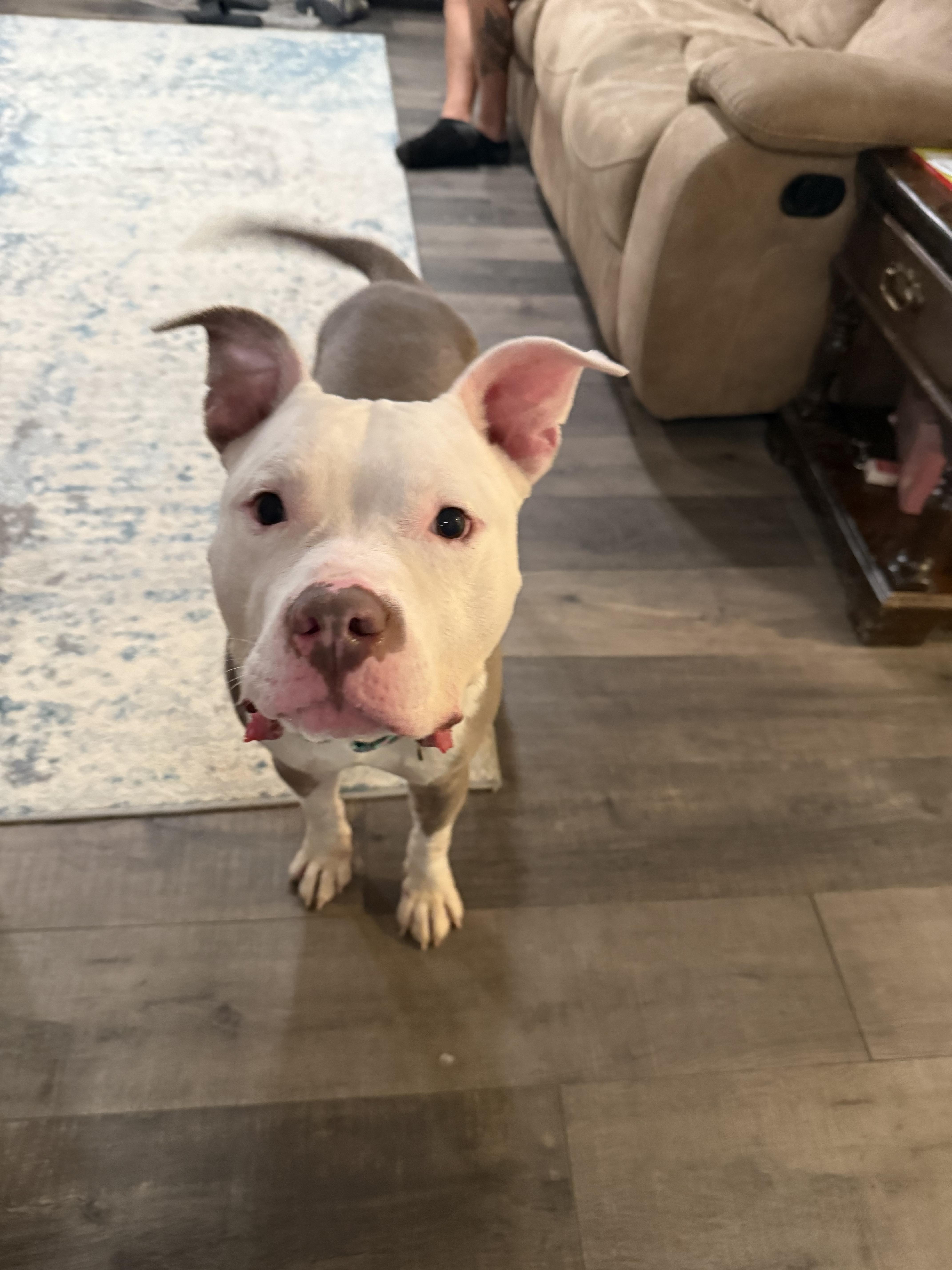 Al, Adoptable, Adult Male Pit Bull Terrier.