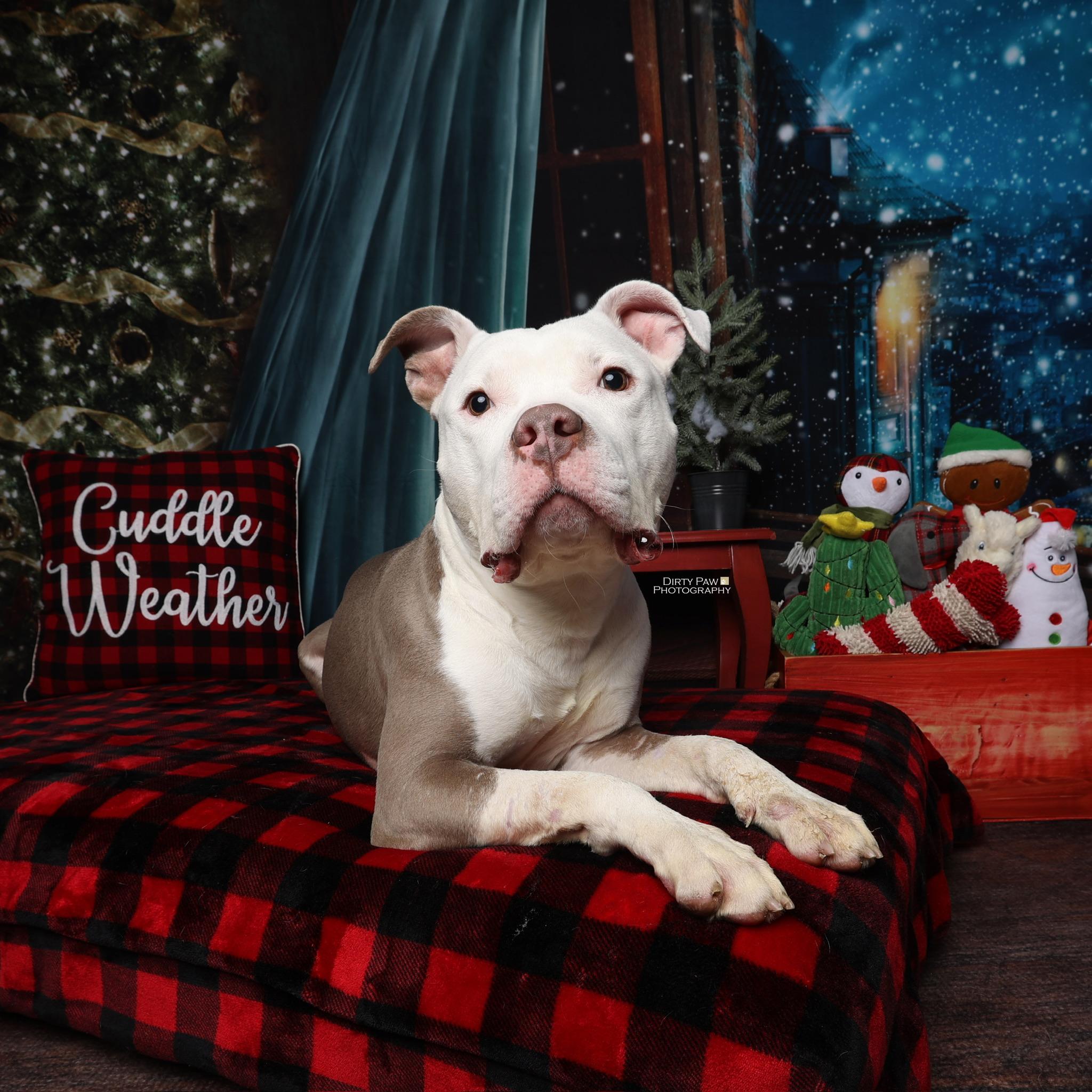 Enlarge Al, a Adoptable Pit Bull Terrier in Alexandria, VA image 2/6