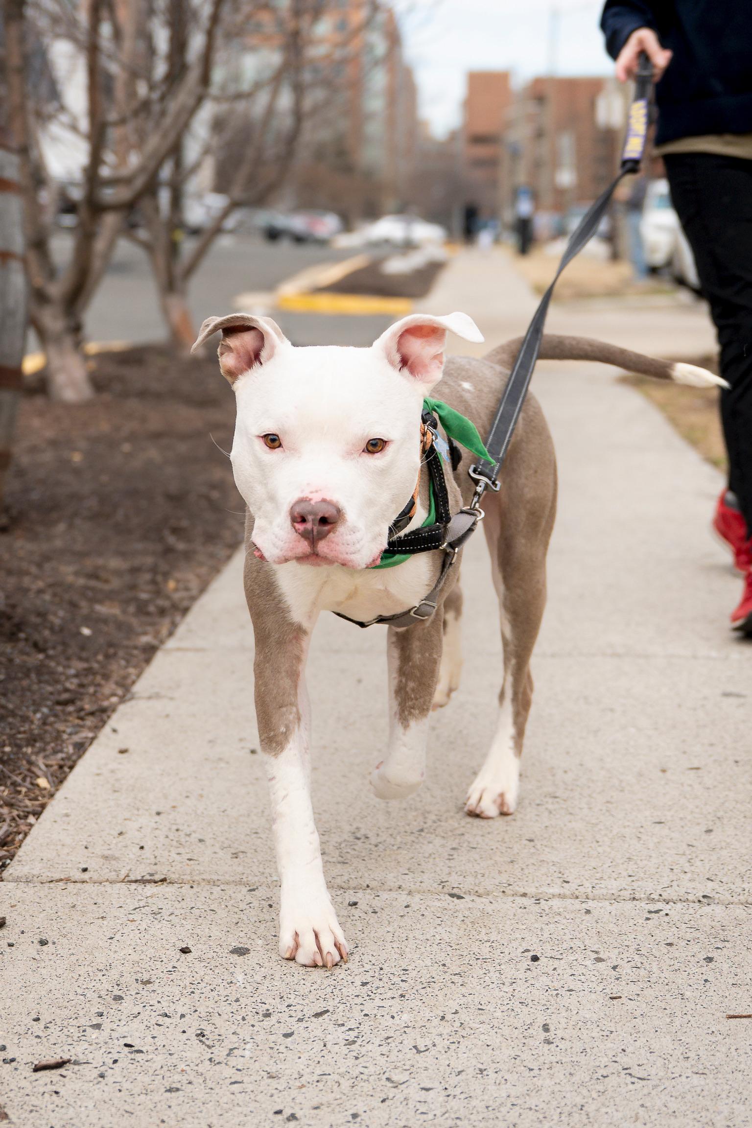 Enlarge Al, a Adoptable Pit Bull Terrier in Alexandria, VA image 3/6