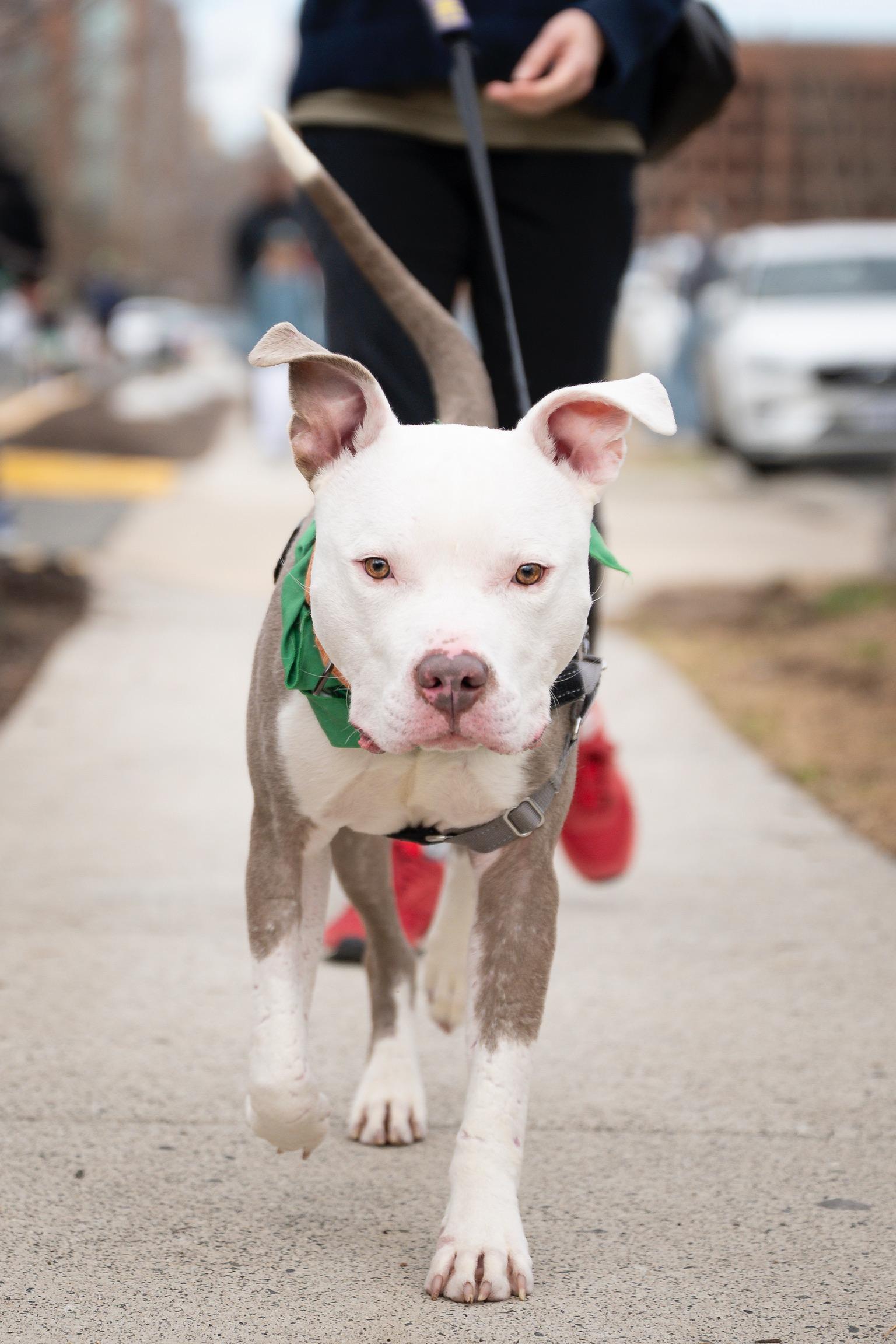 Enlarge Al, a Adoptable Pit Bull Terrier in Alexandria, VA image 5/6