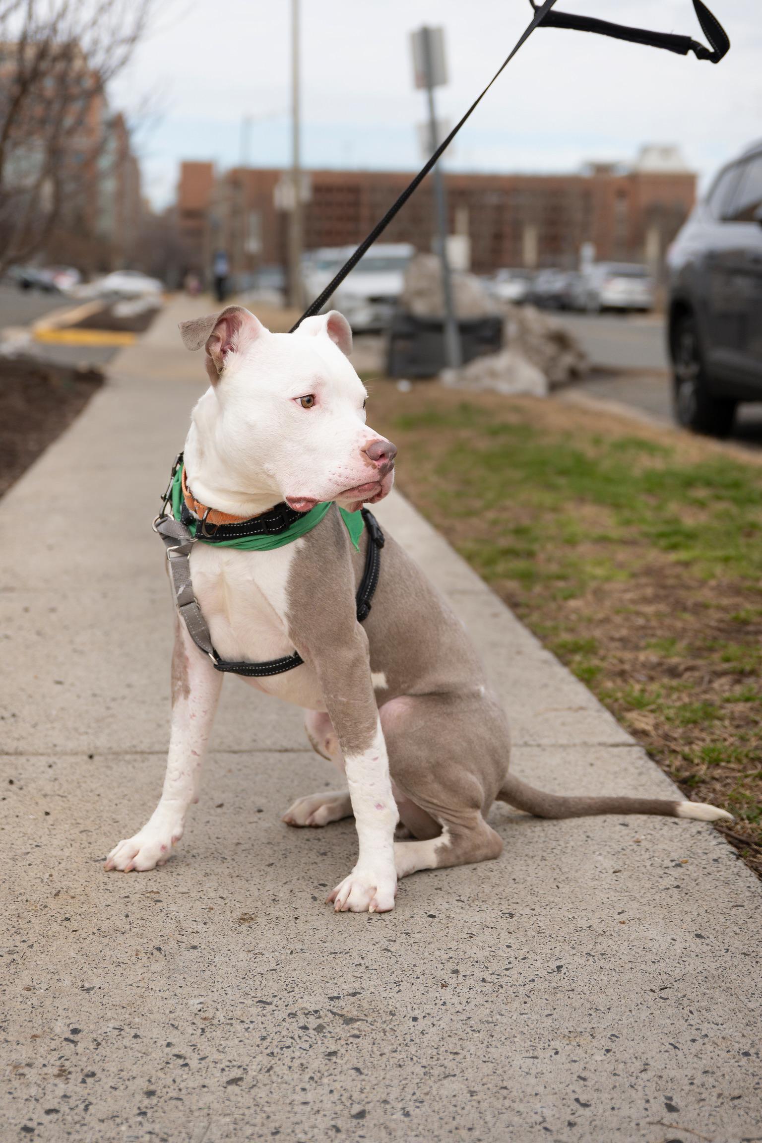 Enlarge Al, a Adoptable Pit Bull Terrier in Alexandria, VA image 6/6
