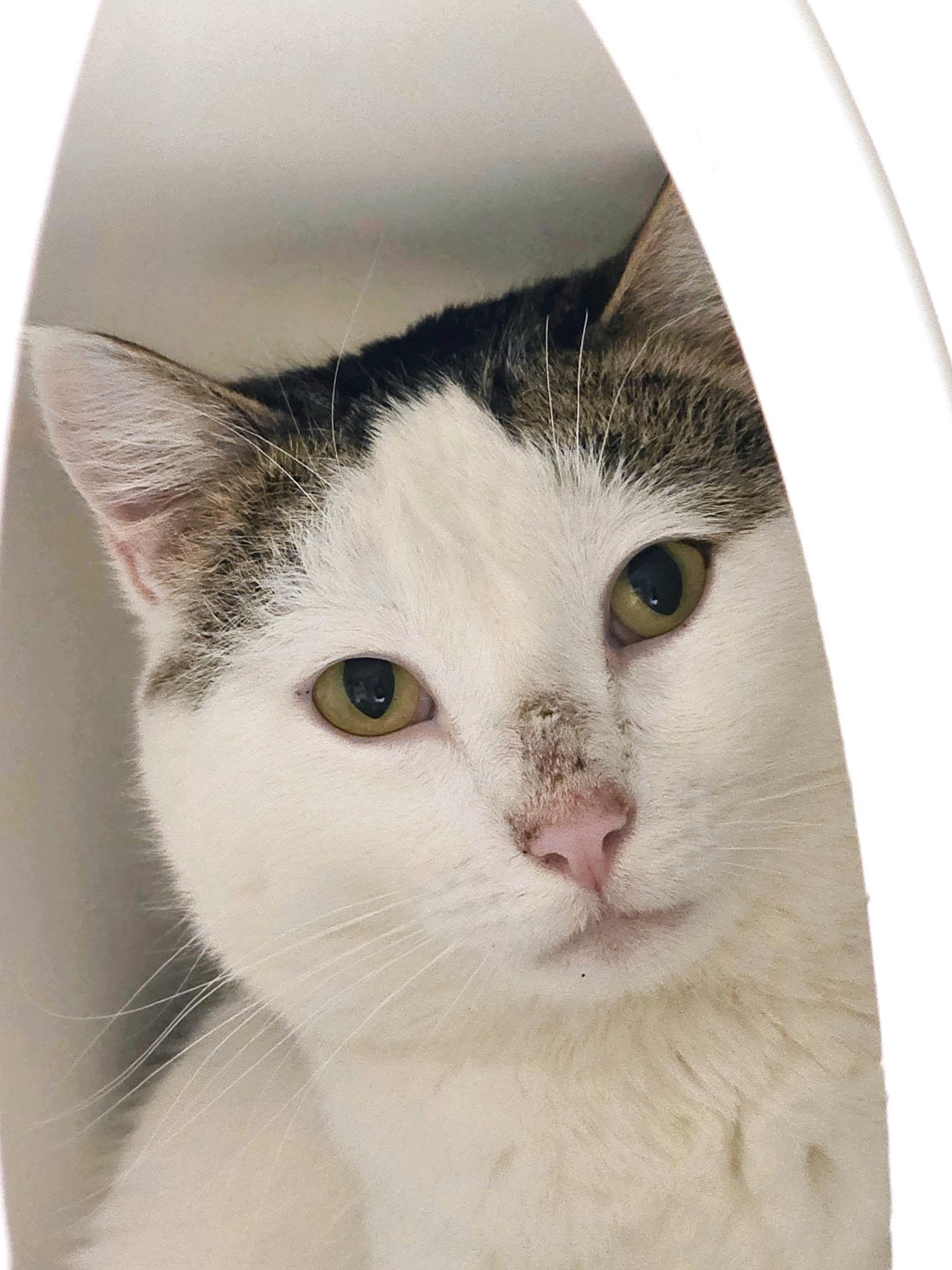 Beavertail, ADOPTABLE, Adult Male Domestic Short Hair.