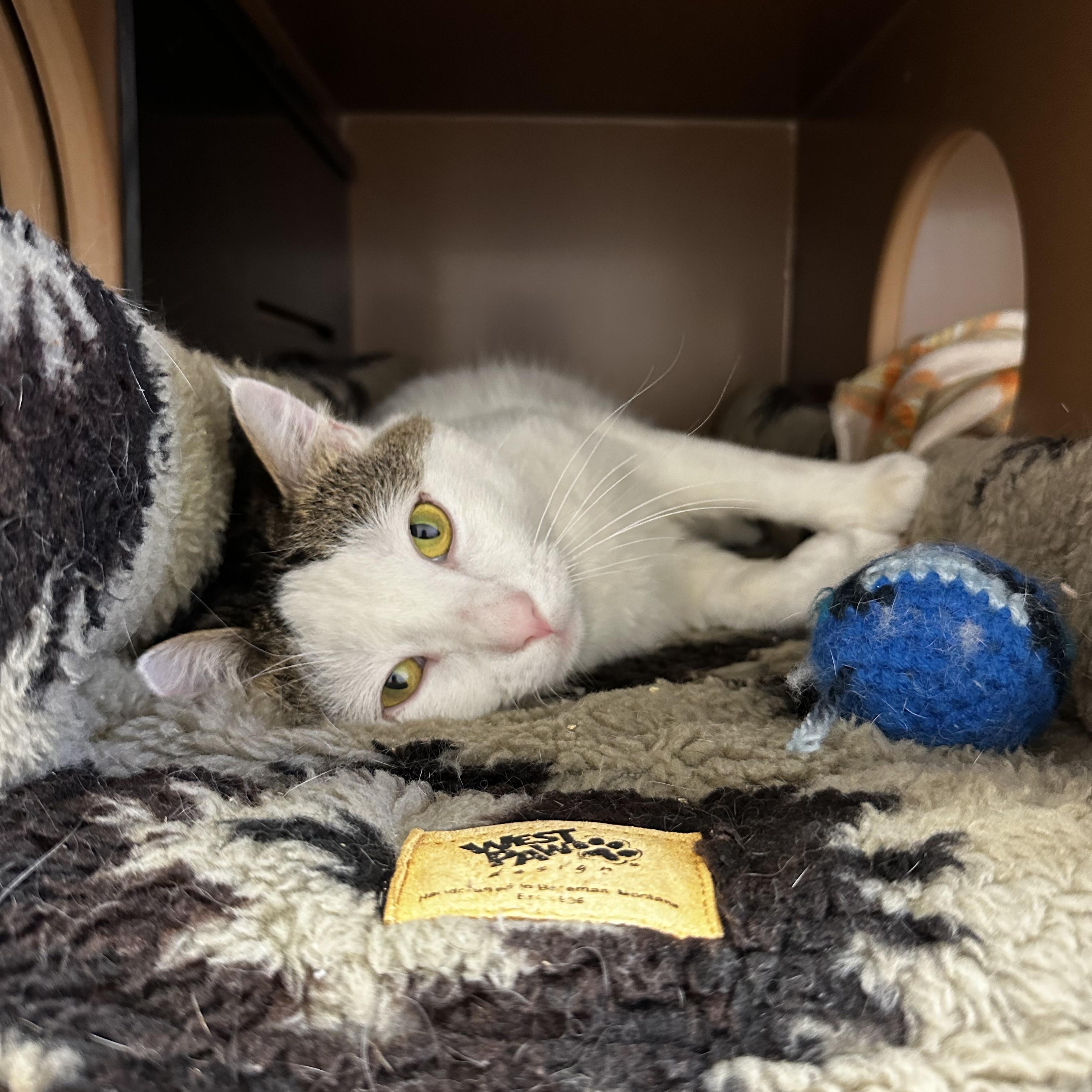 Beavertail, ADOPTABLE, Adult Male Domestic Short Hair.