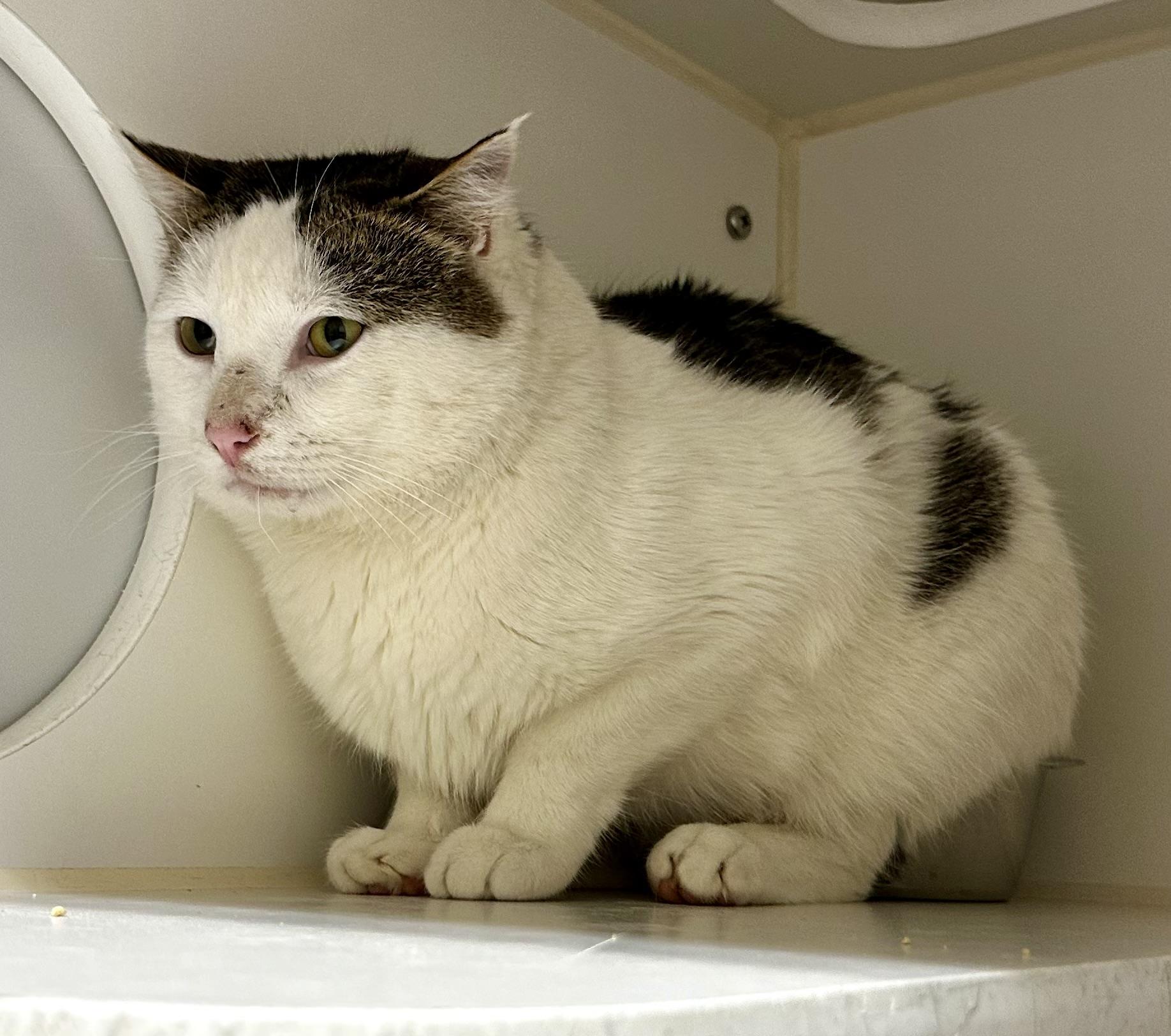 Enlarge Beavertail, a ADOPTABLE Domestic Short Hair in Jackson, WY image 2/2